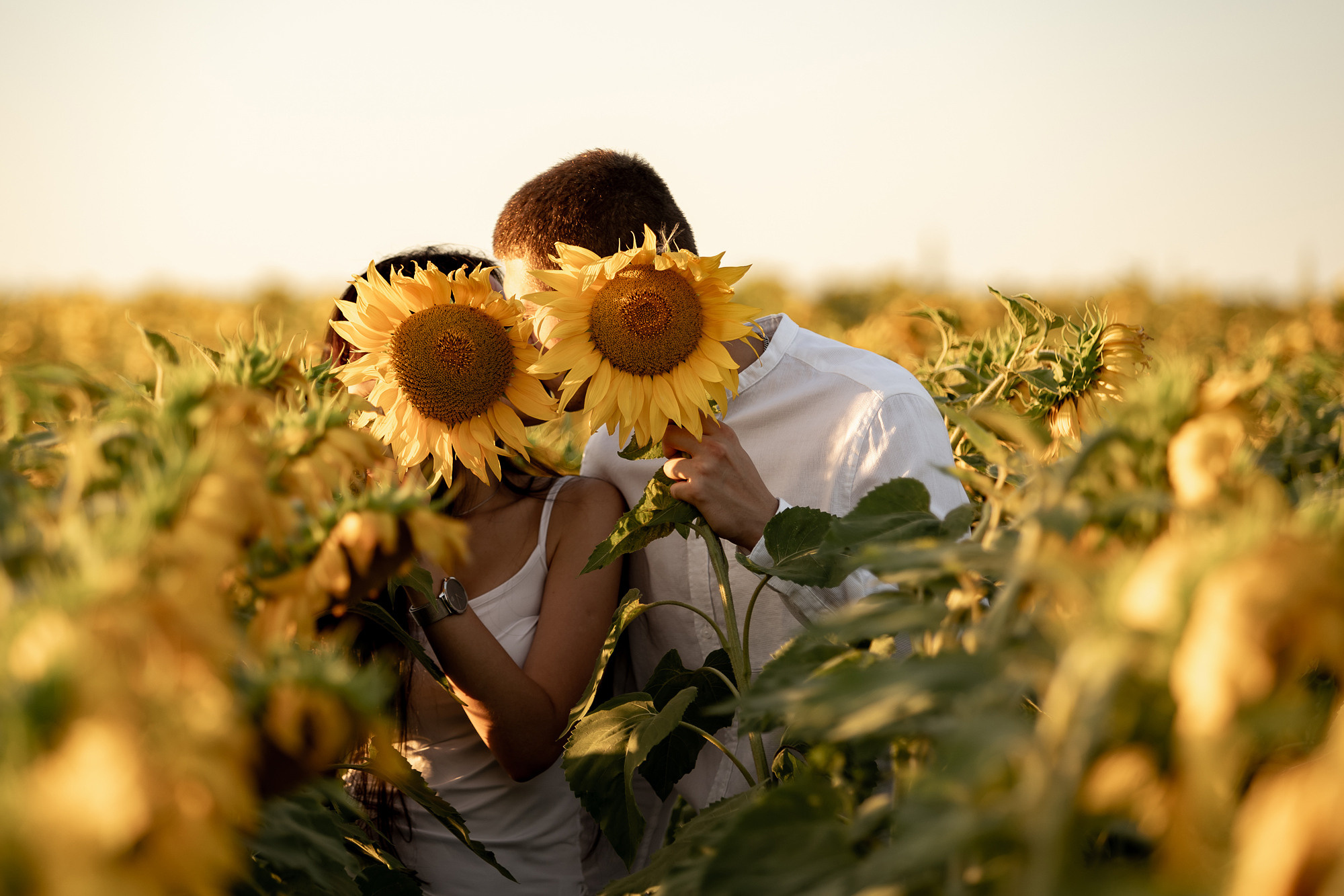 Подсолнуховое поле. Фотограф во Владивостоке Антон Блохин