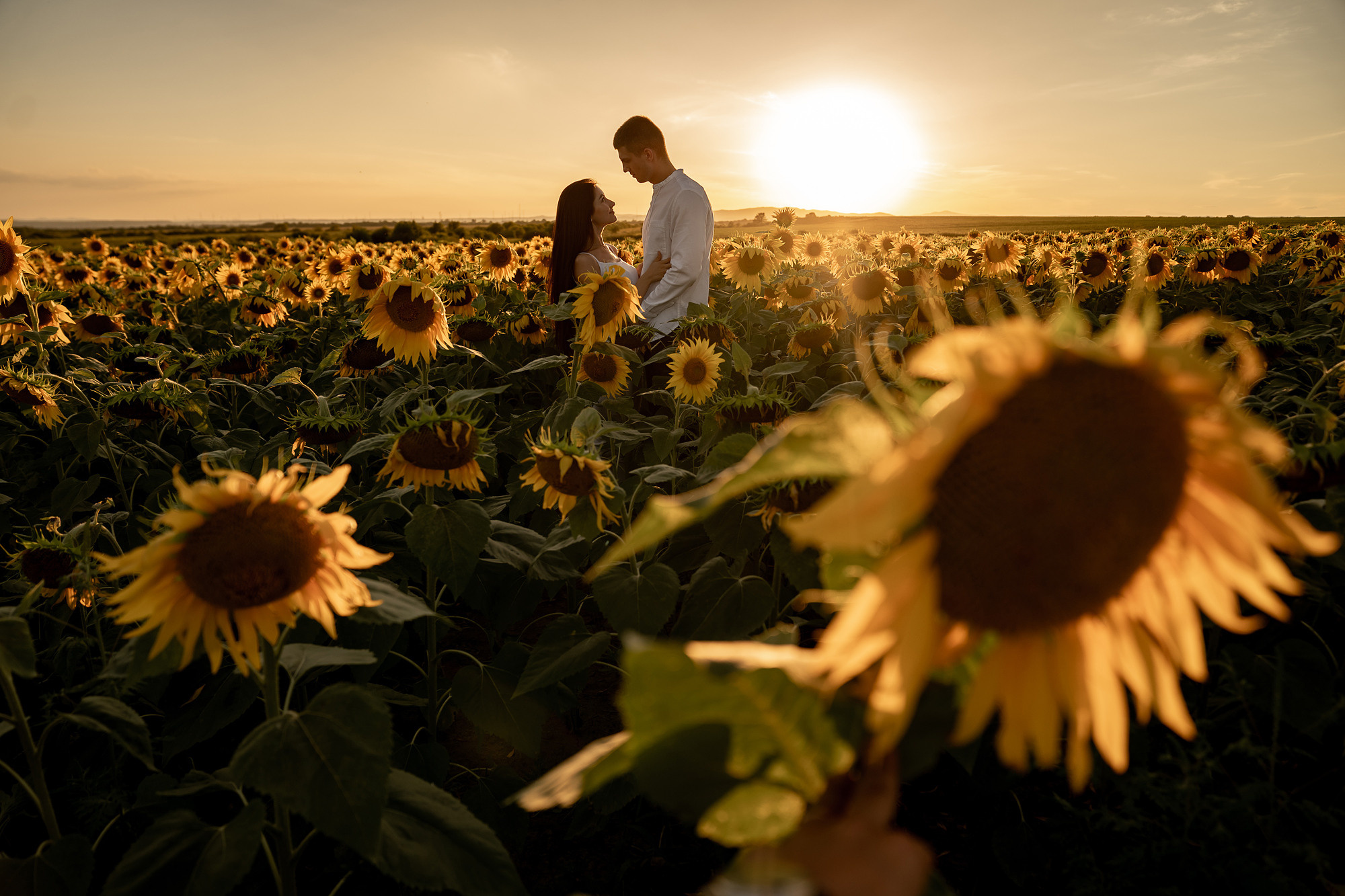 Подсолнуховое поле. Фотограф во Владивостоке Антон Блохин