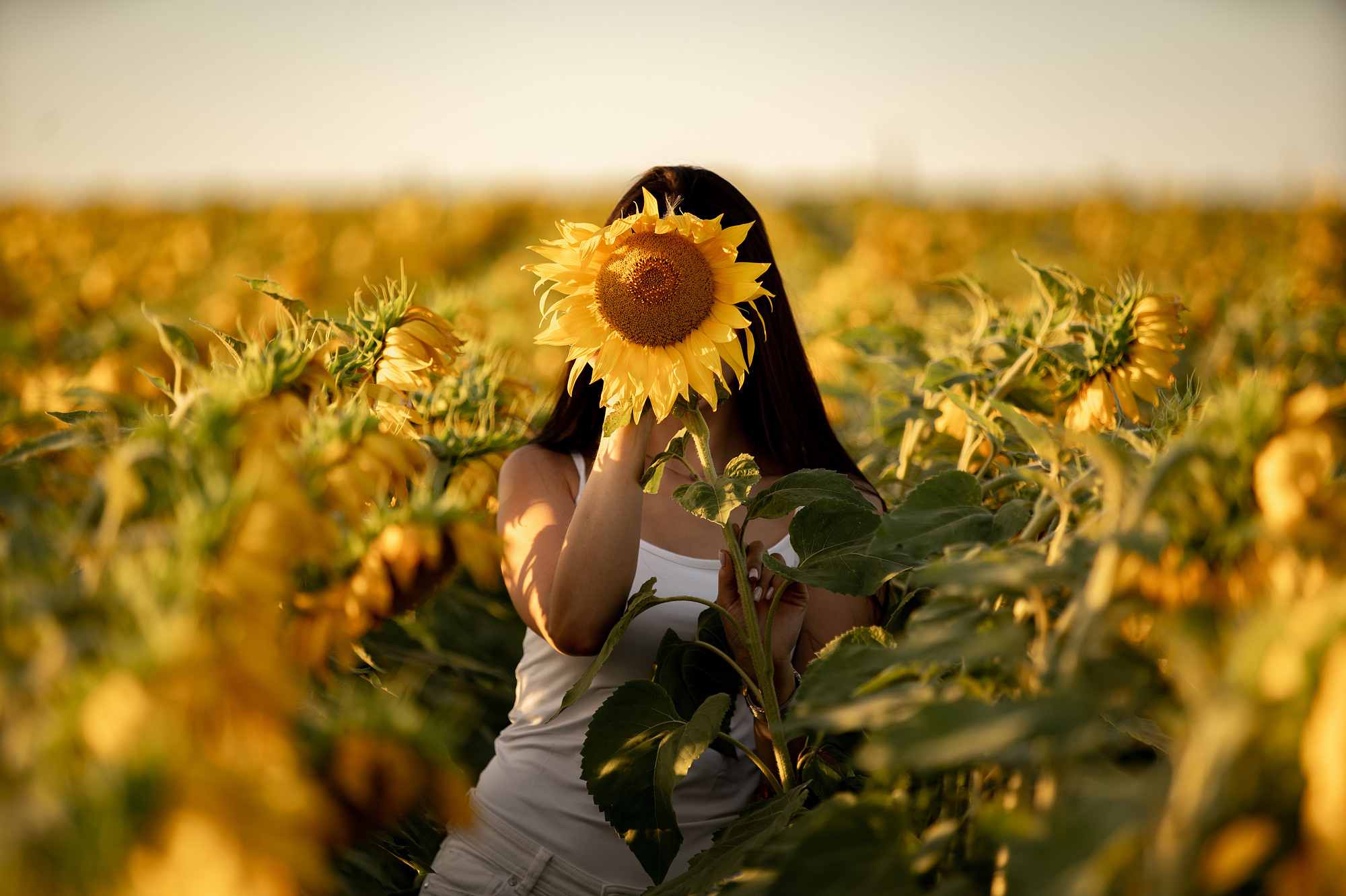 Подсолнуховое поле. Фотограф во Владивостоке Антон Блохин