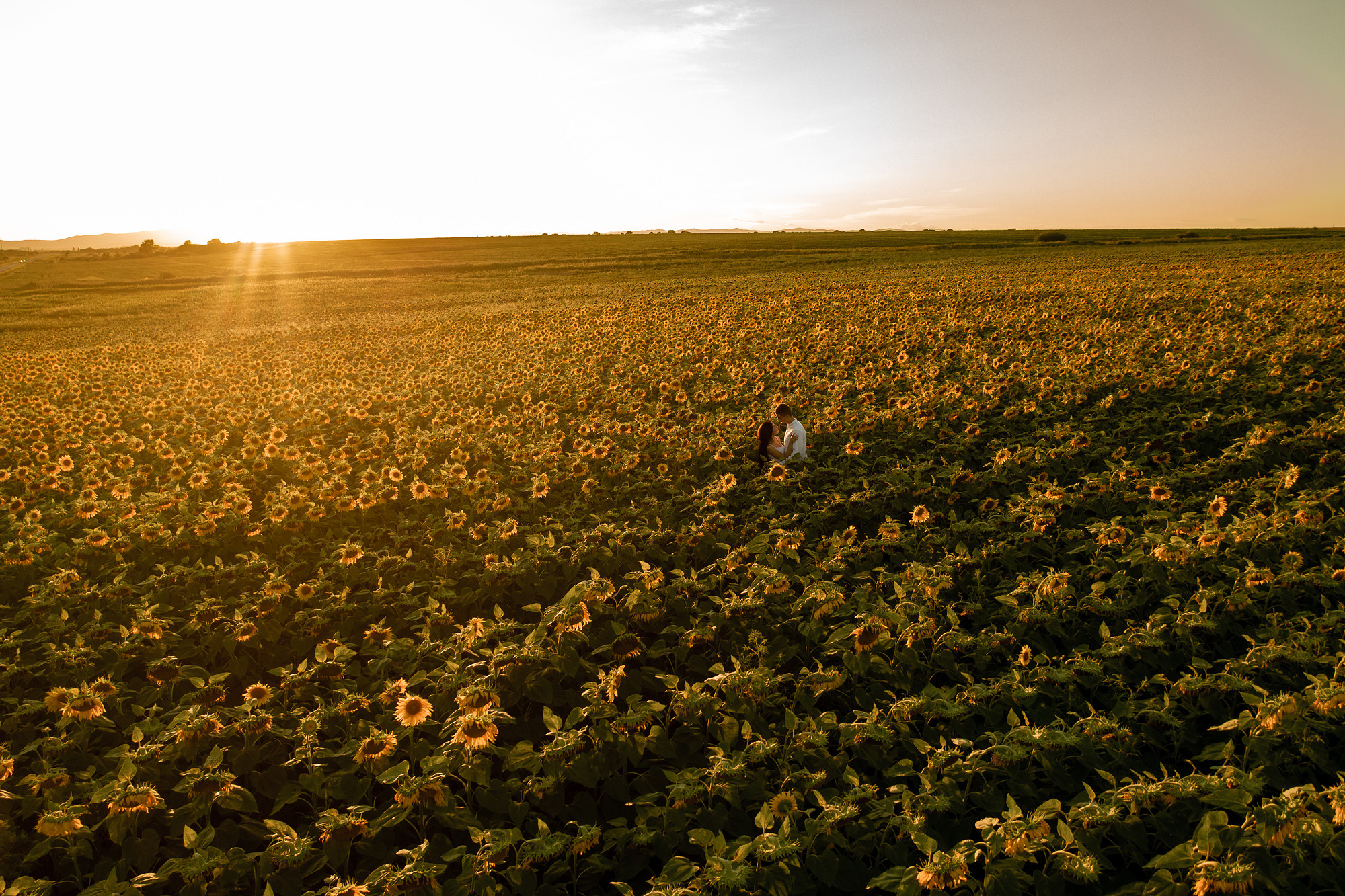 Подсолнуховое поле. Фотограф во Владивостоке Антон Блохин