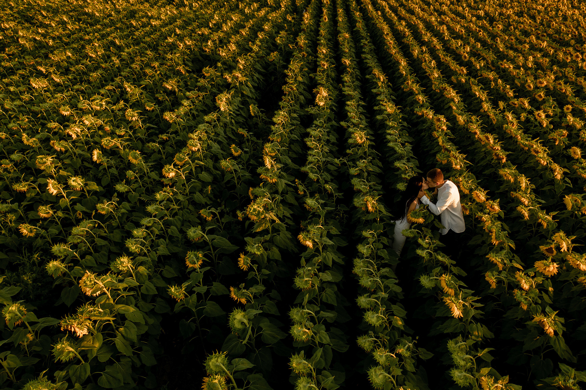Подсолнуховое поле. Фотограф во Владивостоке Антон Блохин