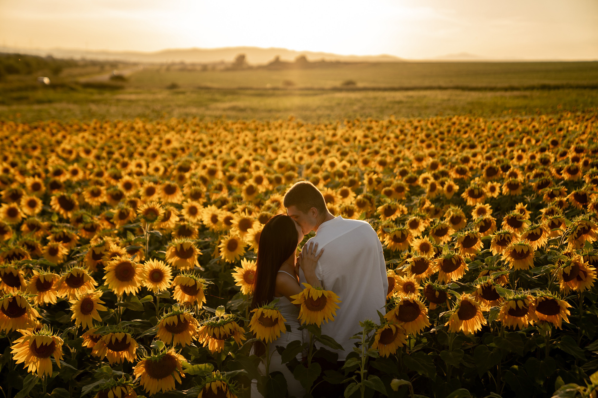 Подсолнуховое поле. Фотограф во Владивостоке Антон Блохин
