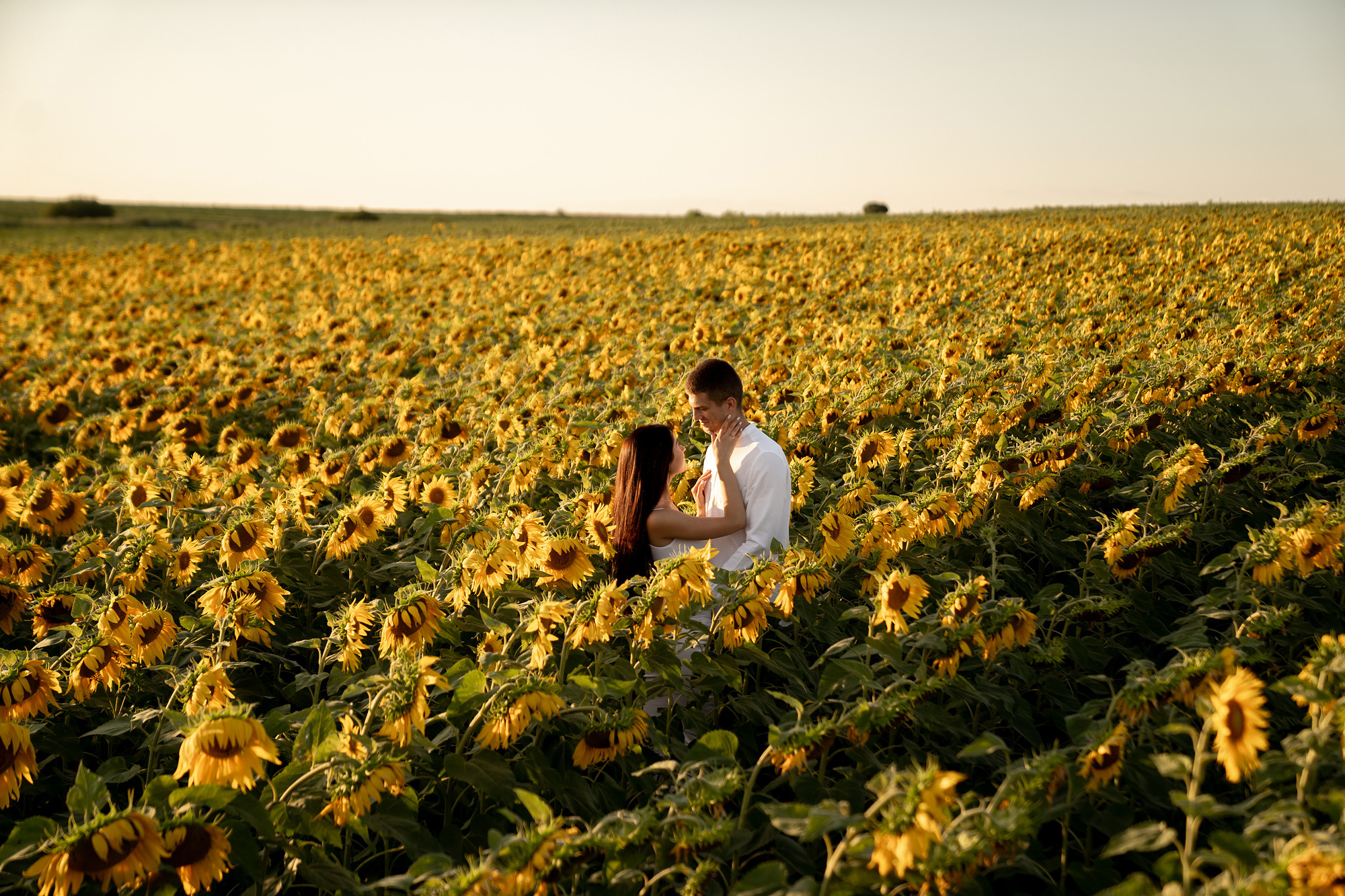 Подсолнуховое поле. Фотограф во Владивостоке Антон Блохин