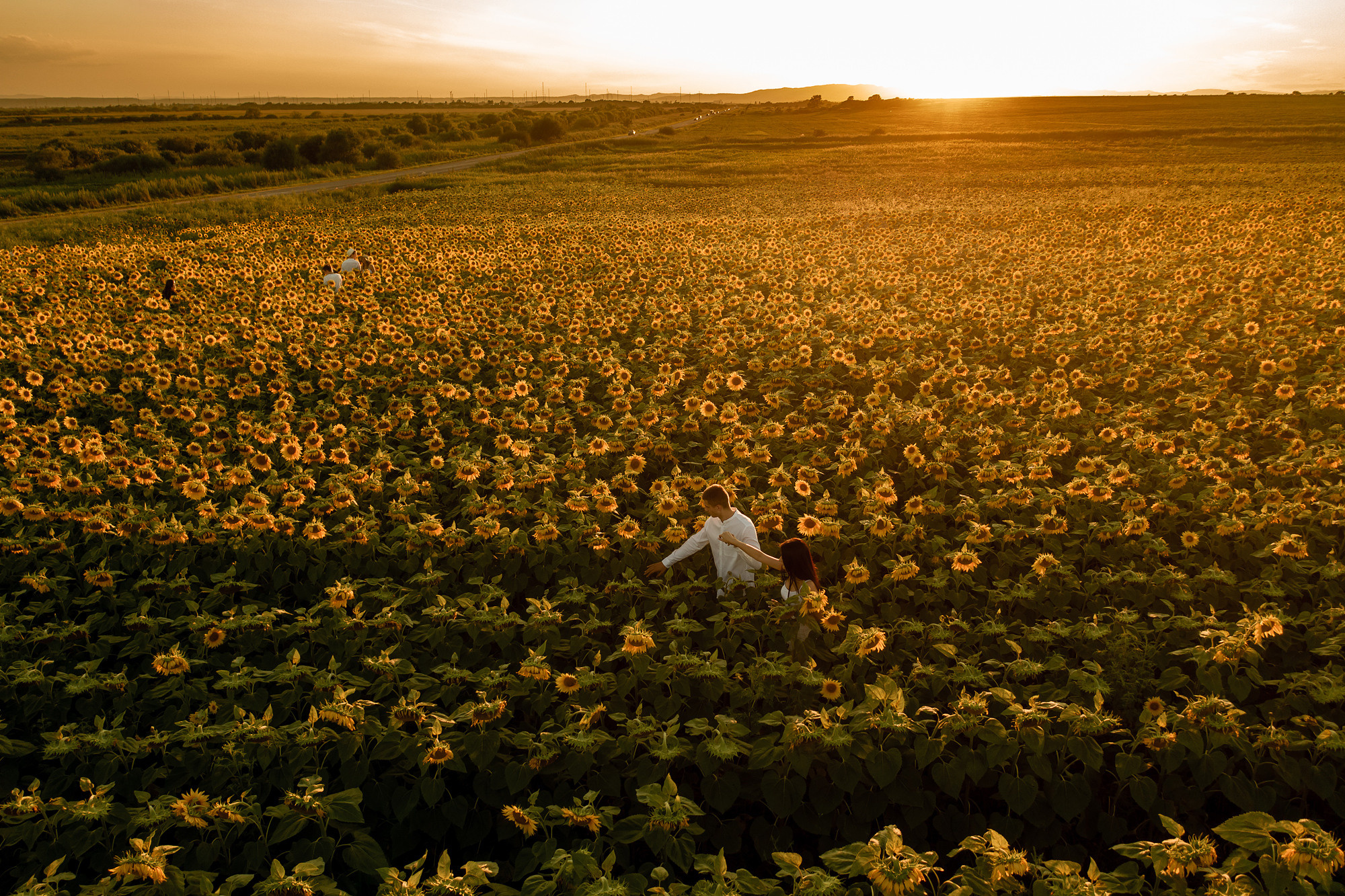 Подсолнуховое поле. Фотограф во Владивостоке Антон Блохин