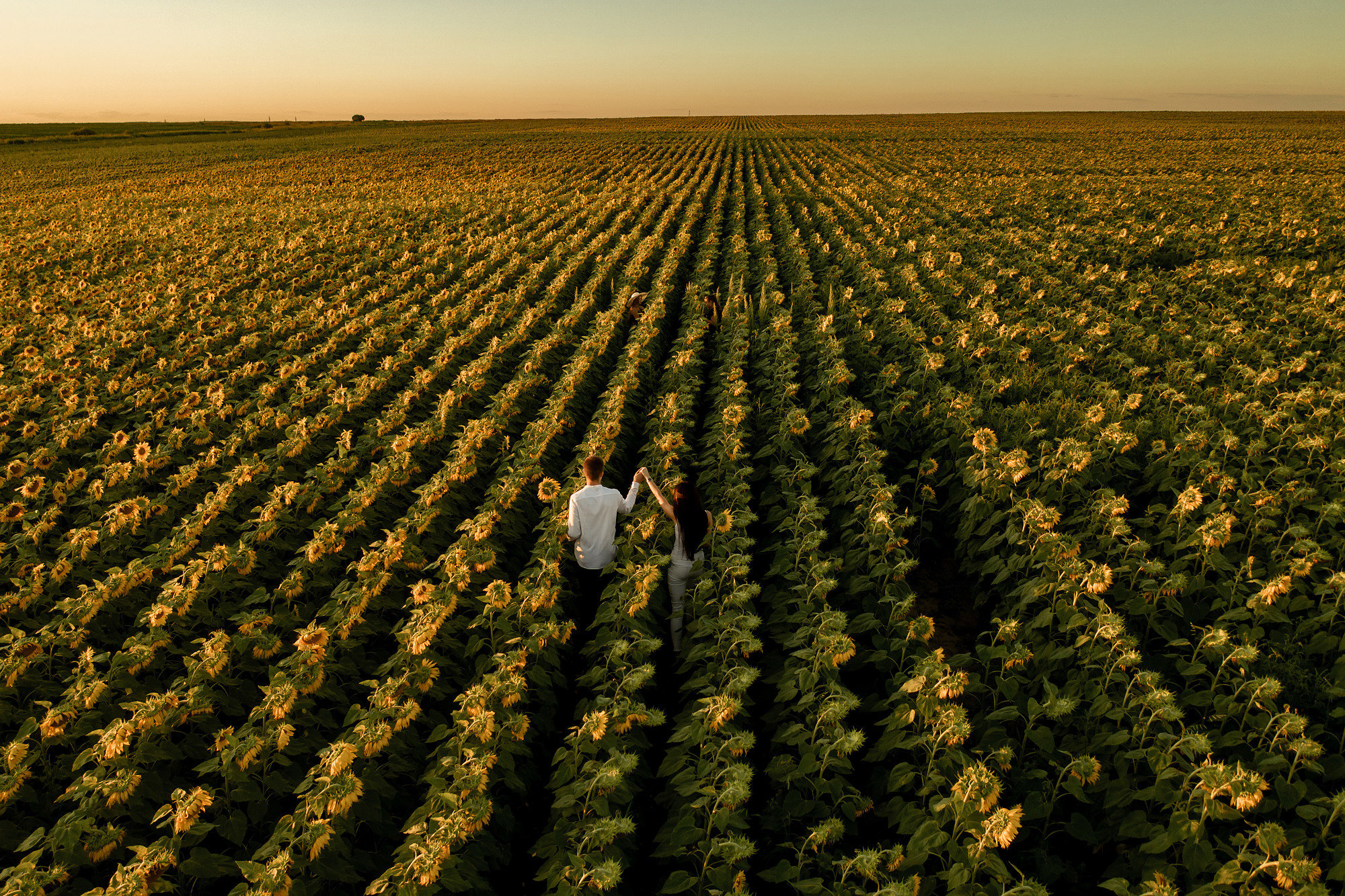 Подсолнуховое поле. Фотограф во Владивостоке Антон Блохин