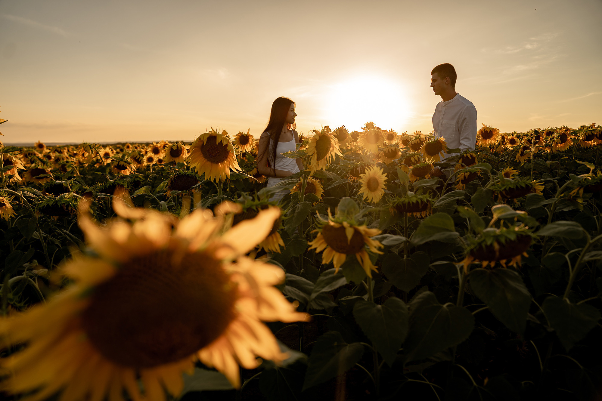 Подсолнуховое поле. Фотограф во Владивостоке Антон Блохин