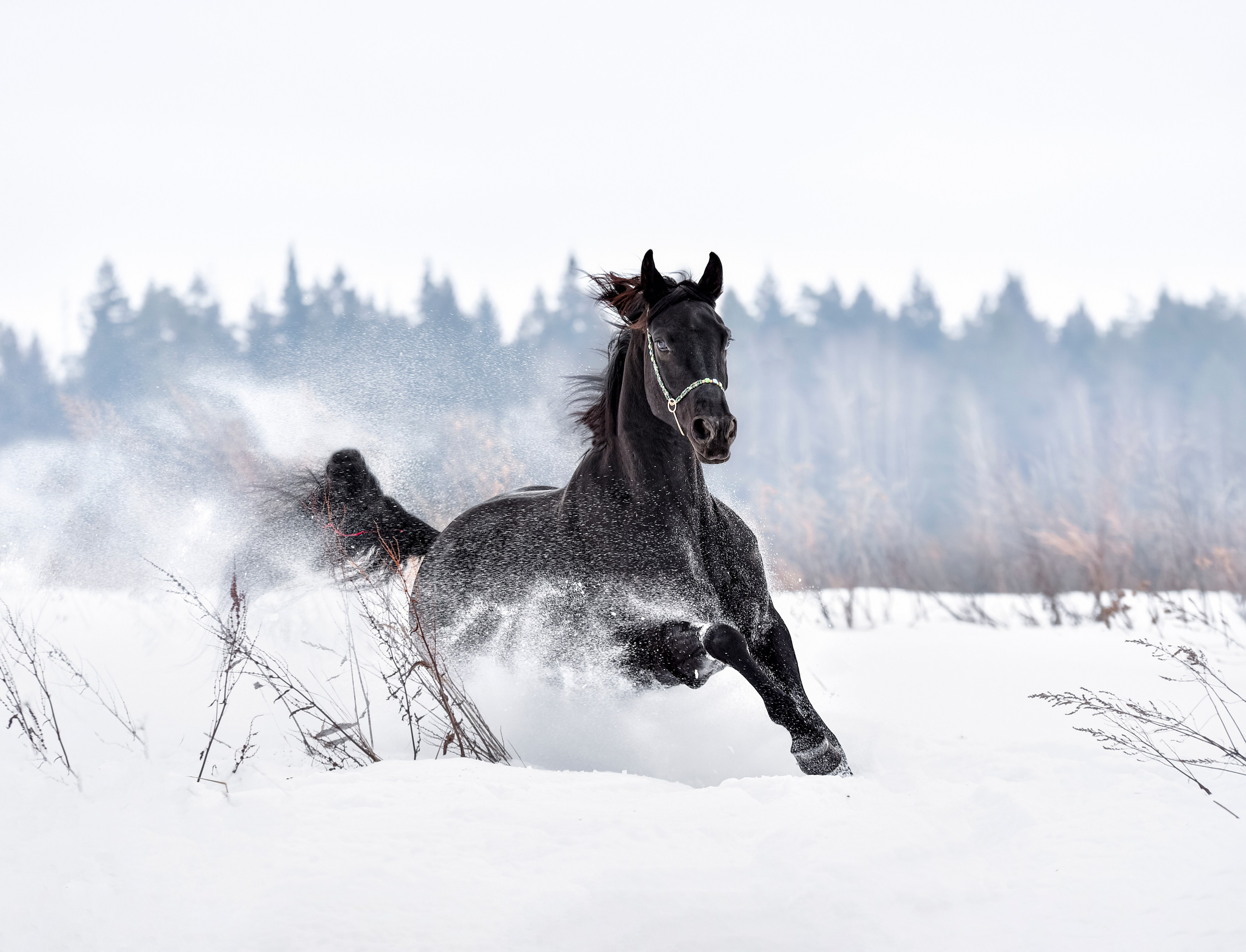 Лошади на свободе, съемка лошадей, экстерьерная съемка, фотосессия