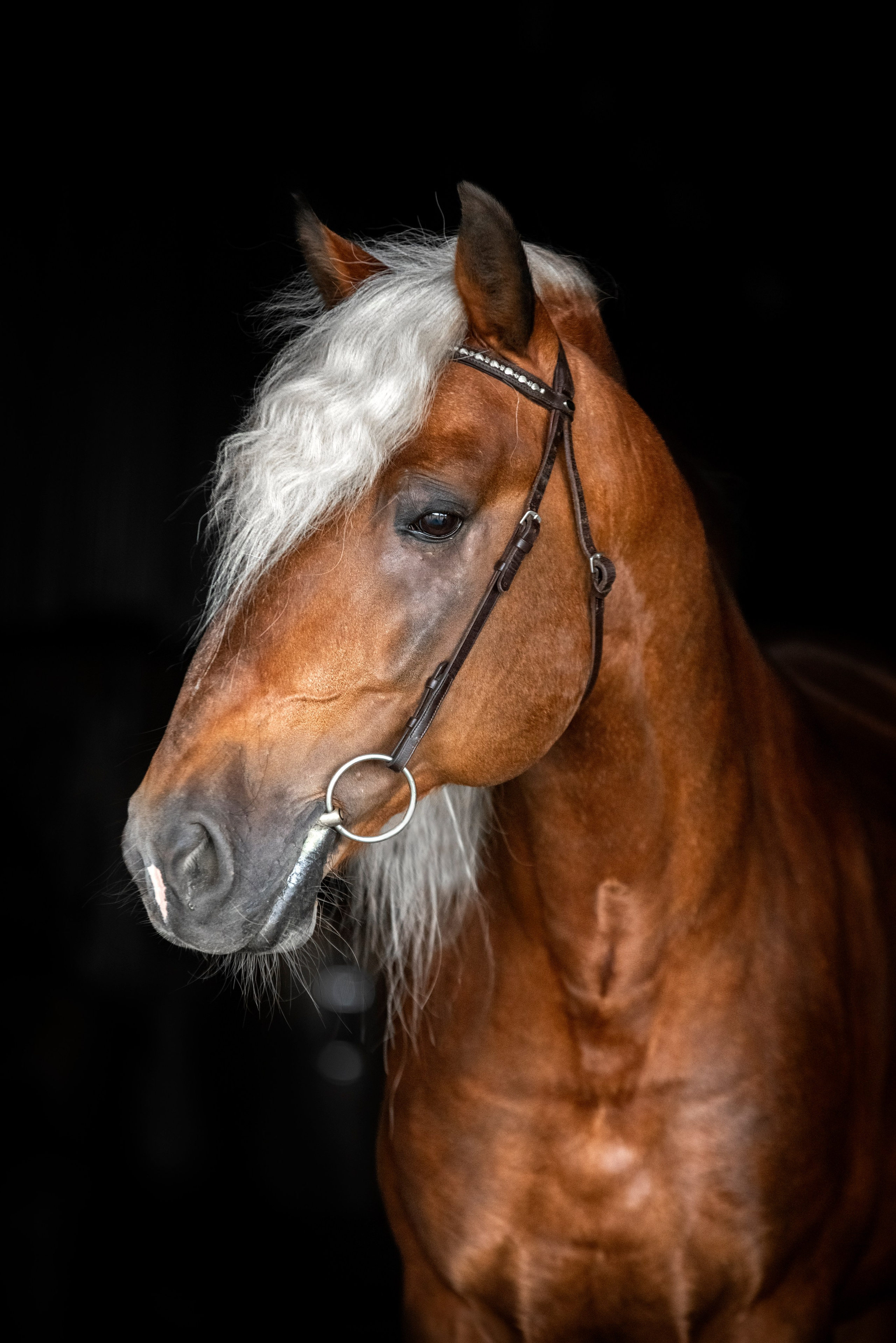 Лошади на свободе, съемка лошадей, экстерьерная съемка, фотосессия