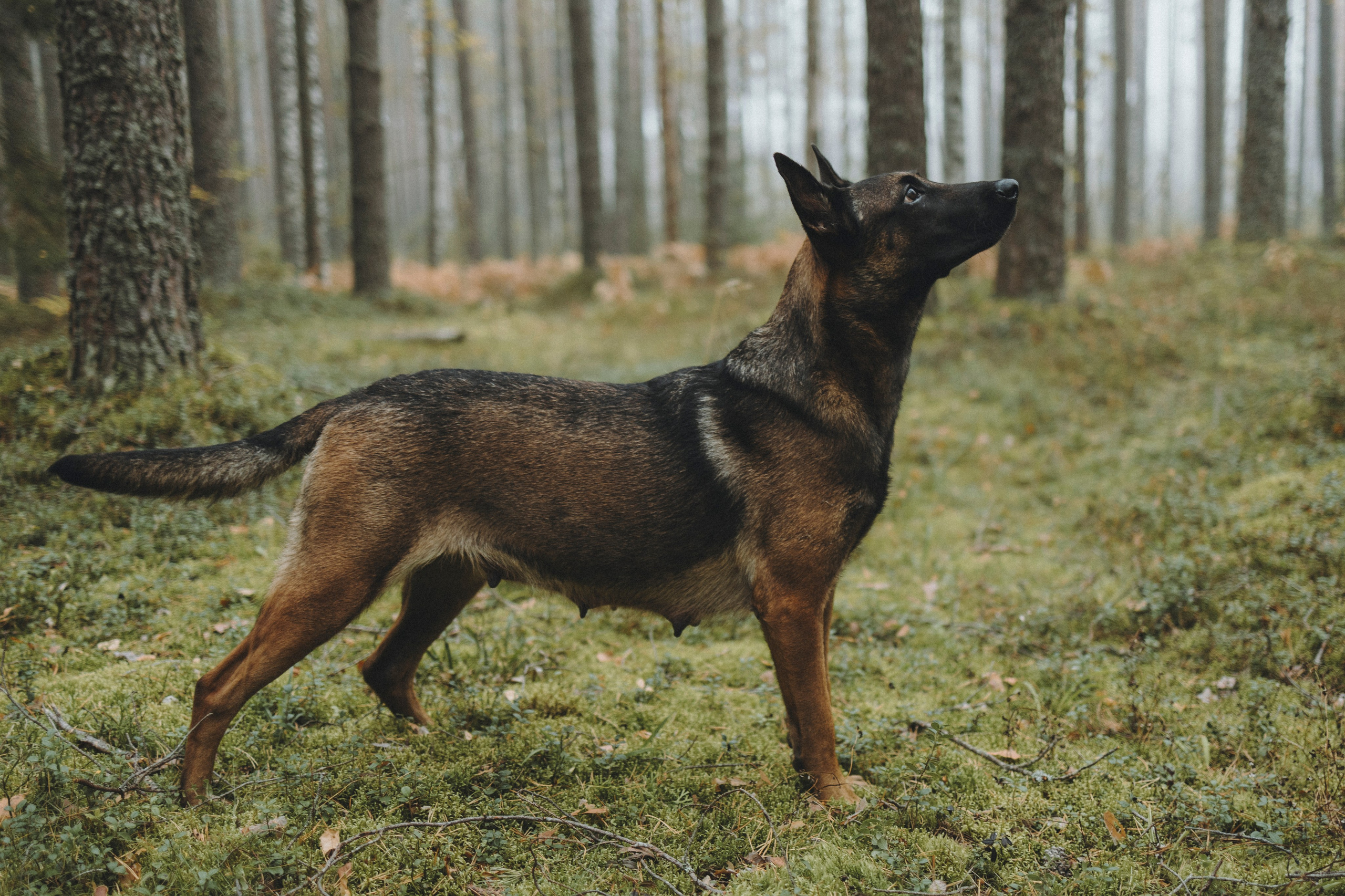 Рики и Цедра. Фотограф-анималист Анна Маринич