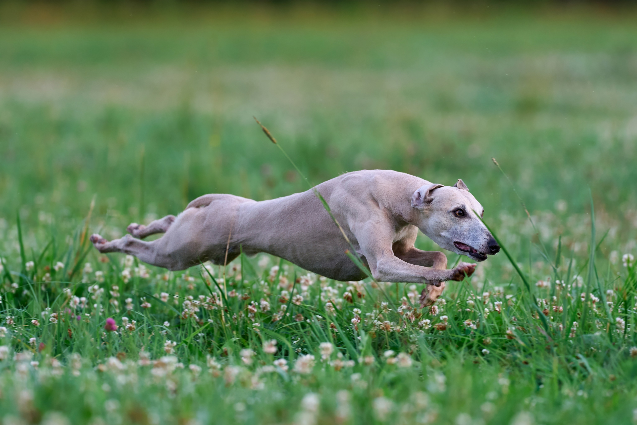 Тренировка по курсингу в Донино. Фотограф-анималист Михаил Манухин