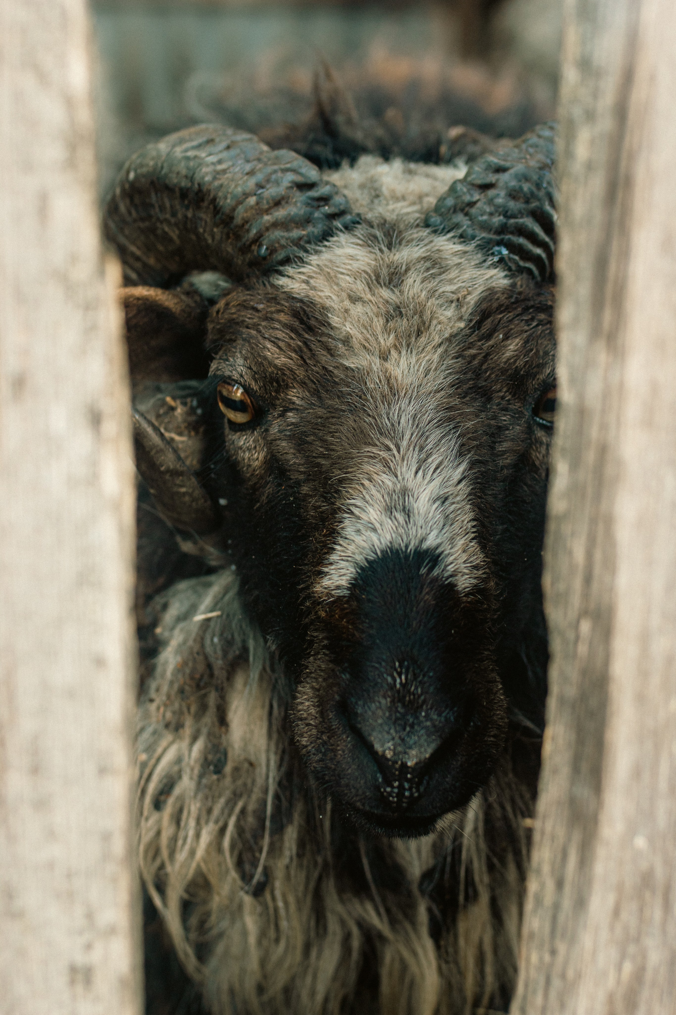 Милые создания