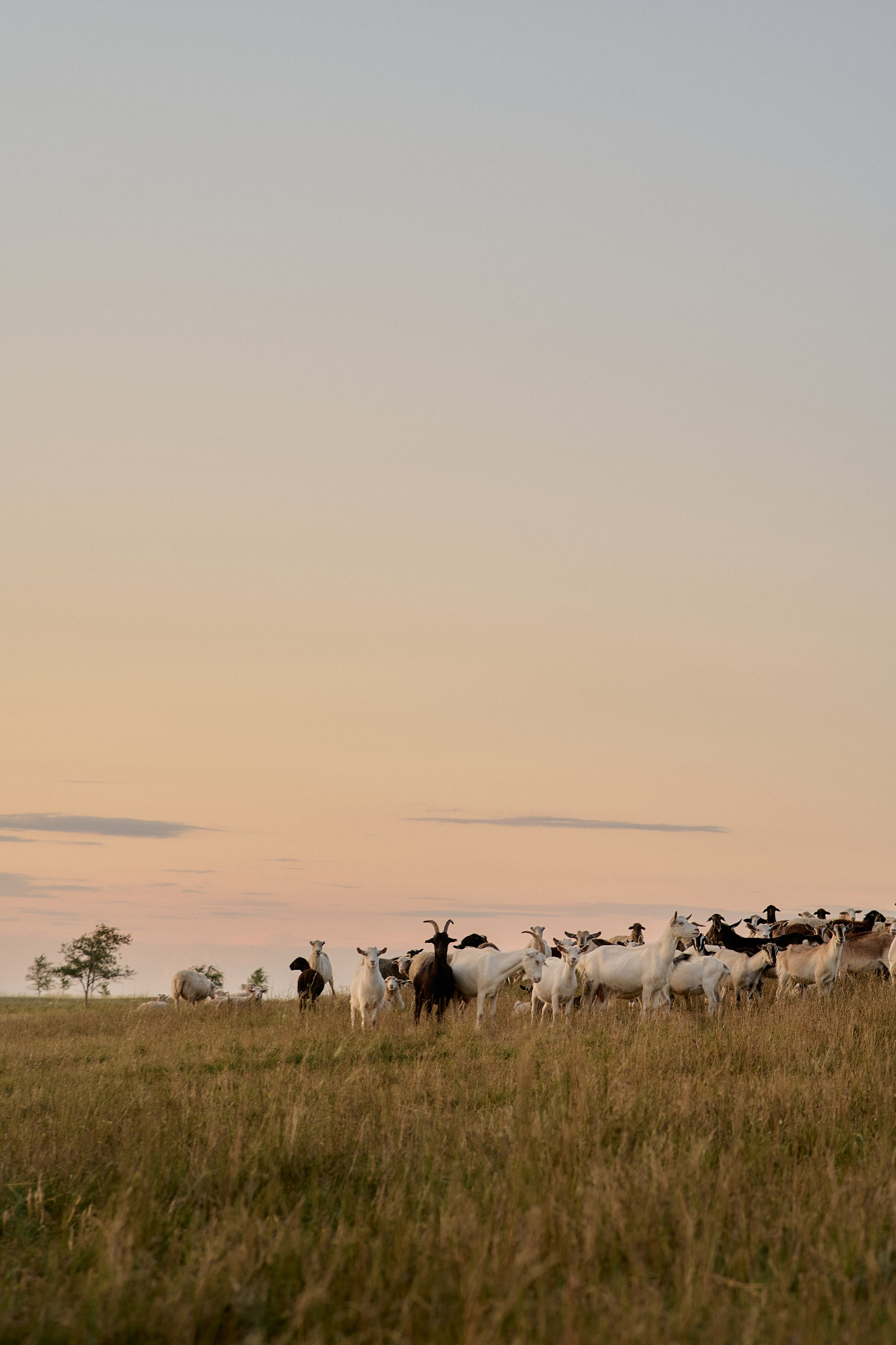 Оля и Аделина. Семейный и свадебный lifestyle-фотограф в Москве Мария Петрова