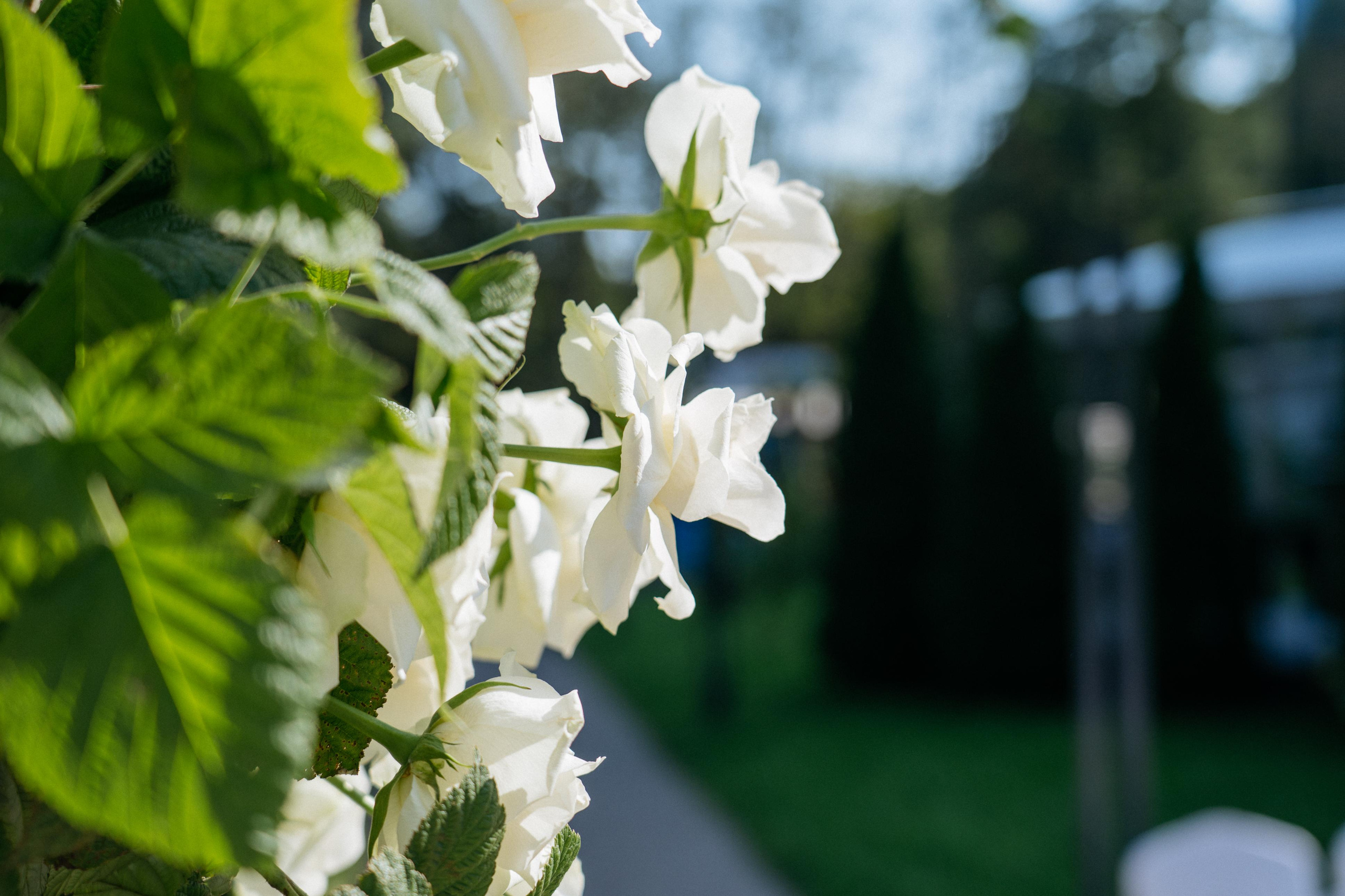 Артем и Евгения. Свадебный и семейный фотограф в Калининграде Анастасия Гриценко