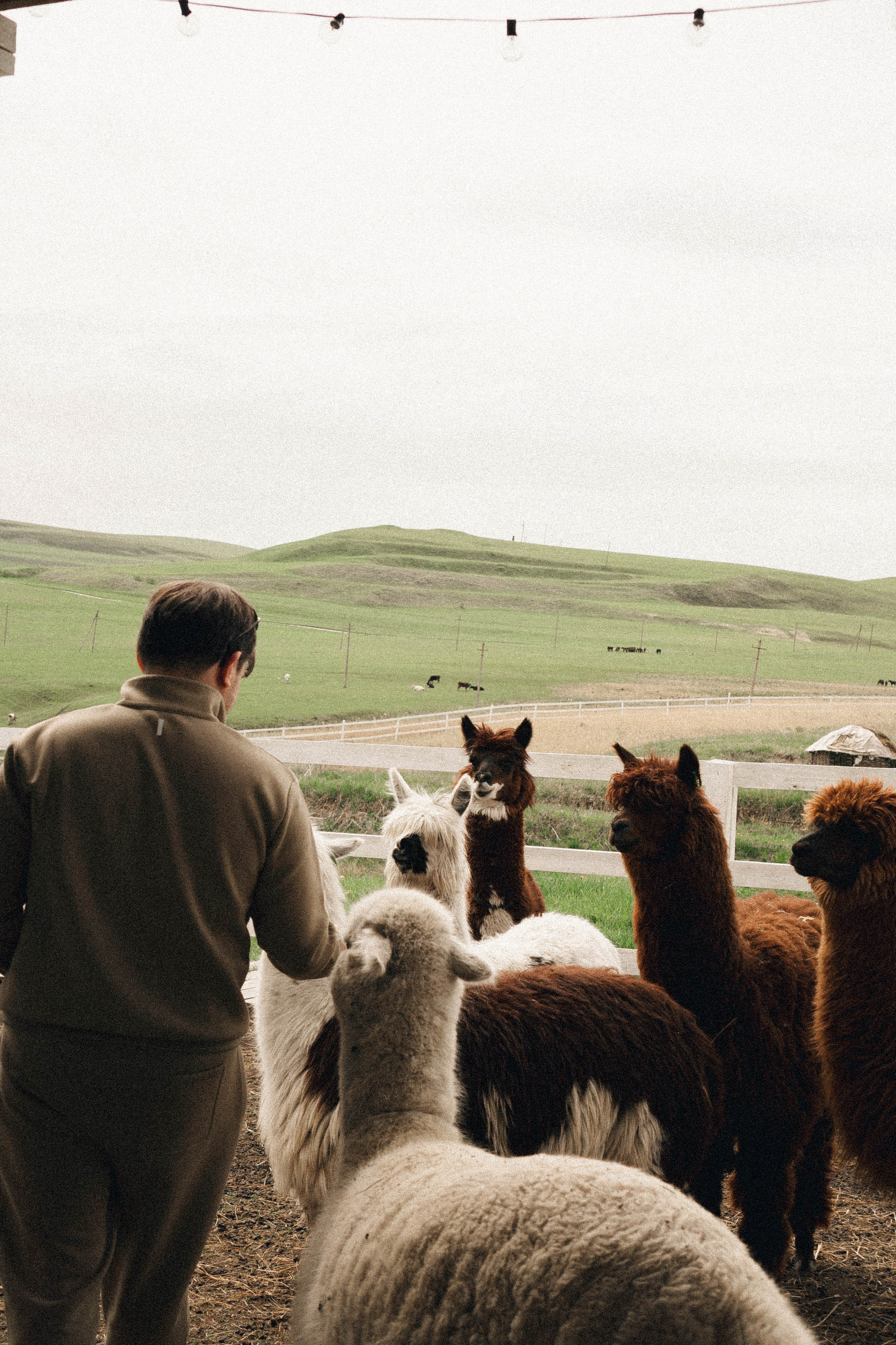 Ферма Альпак. Профессиональный фотограф, Санкт-Петербург — Виктория Богомолова