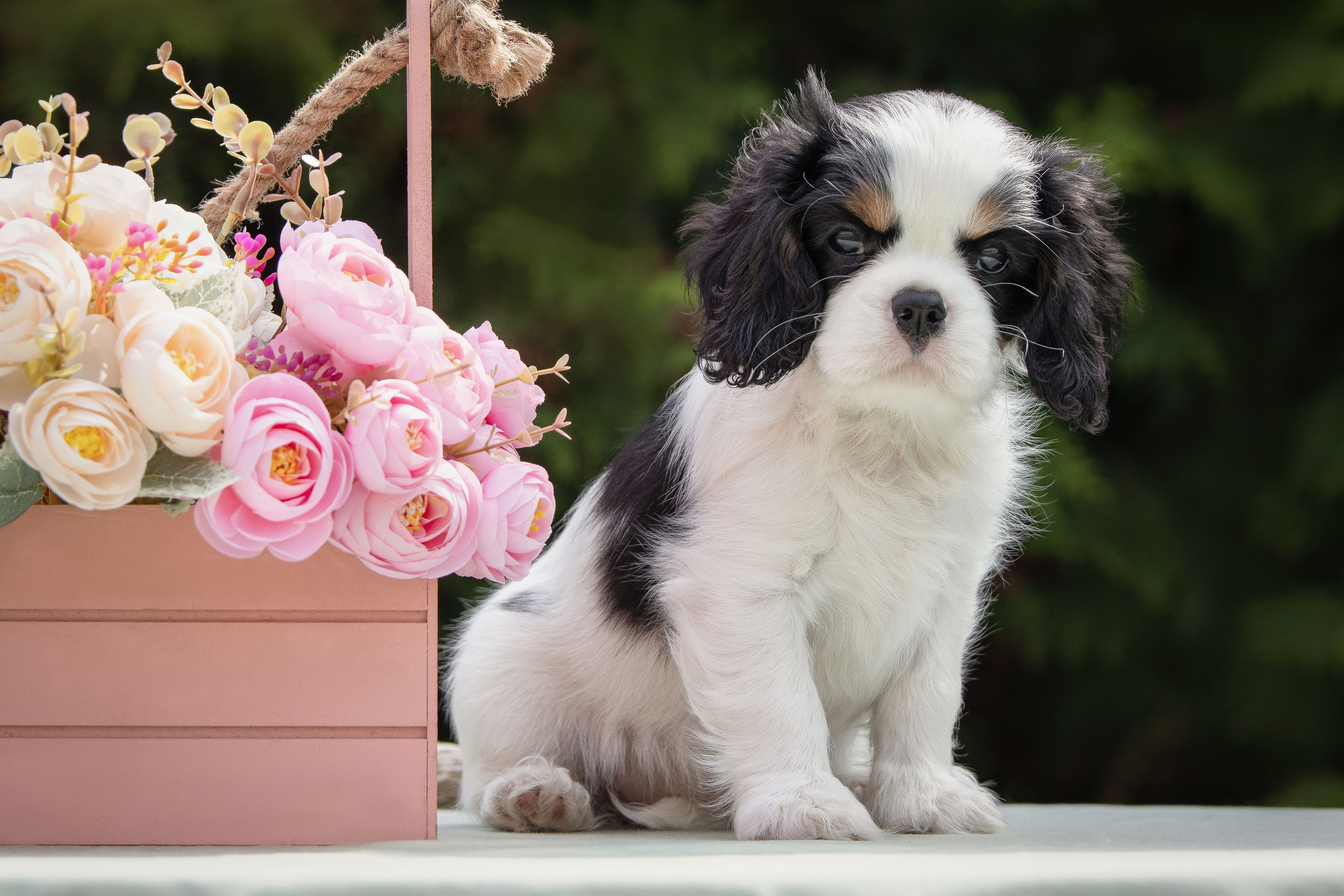 КАВАЛЕР КИНГ ЧАРЛЬЗ СПАНИЕЛЬ. Юлия Микульская. Рыбинск