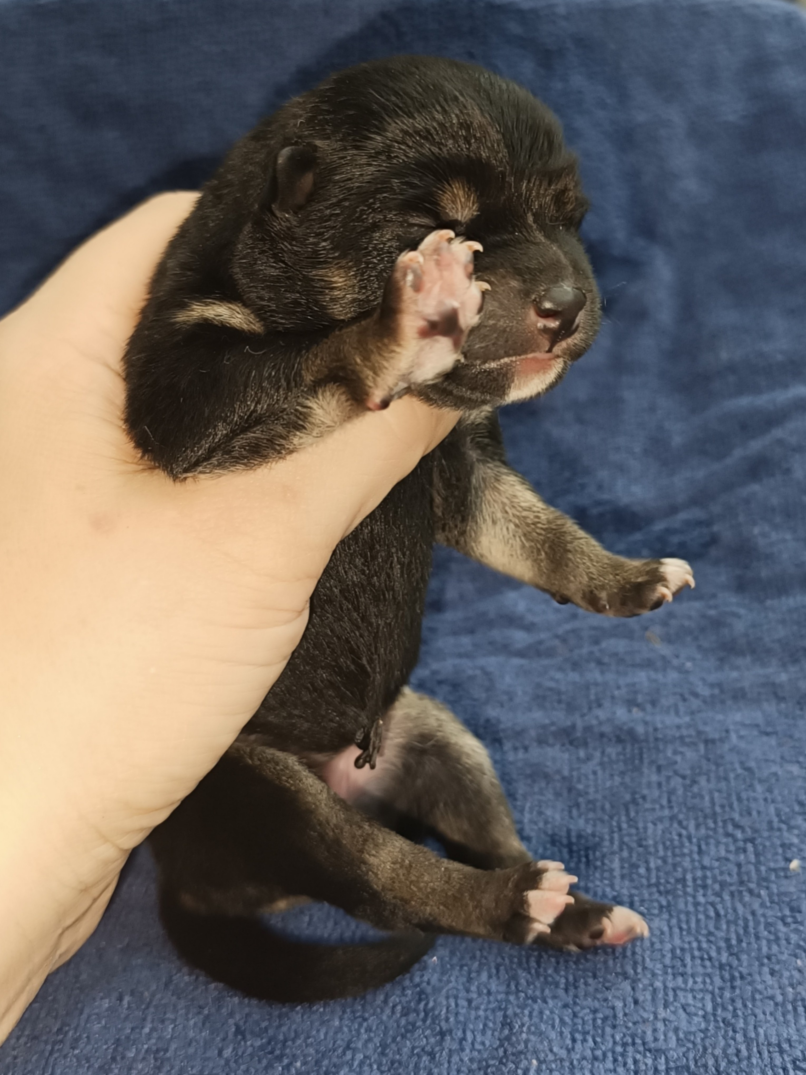 сиба питомник Рубилайт щенки на продажу rubylight  сиба щенки купить СПб Санкт-Петербург 