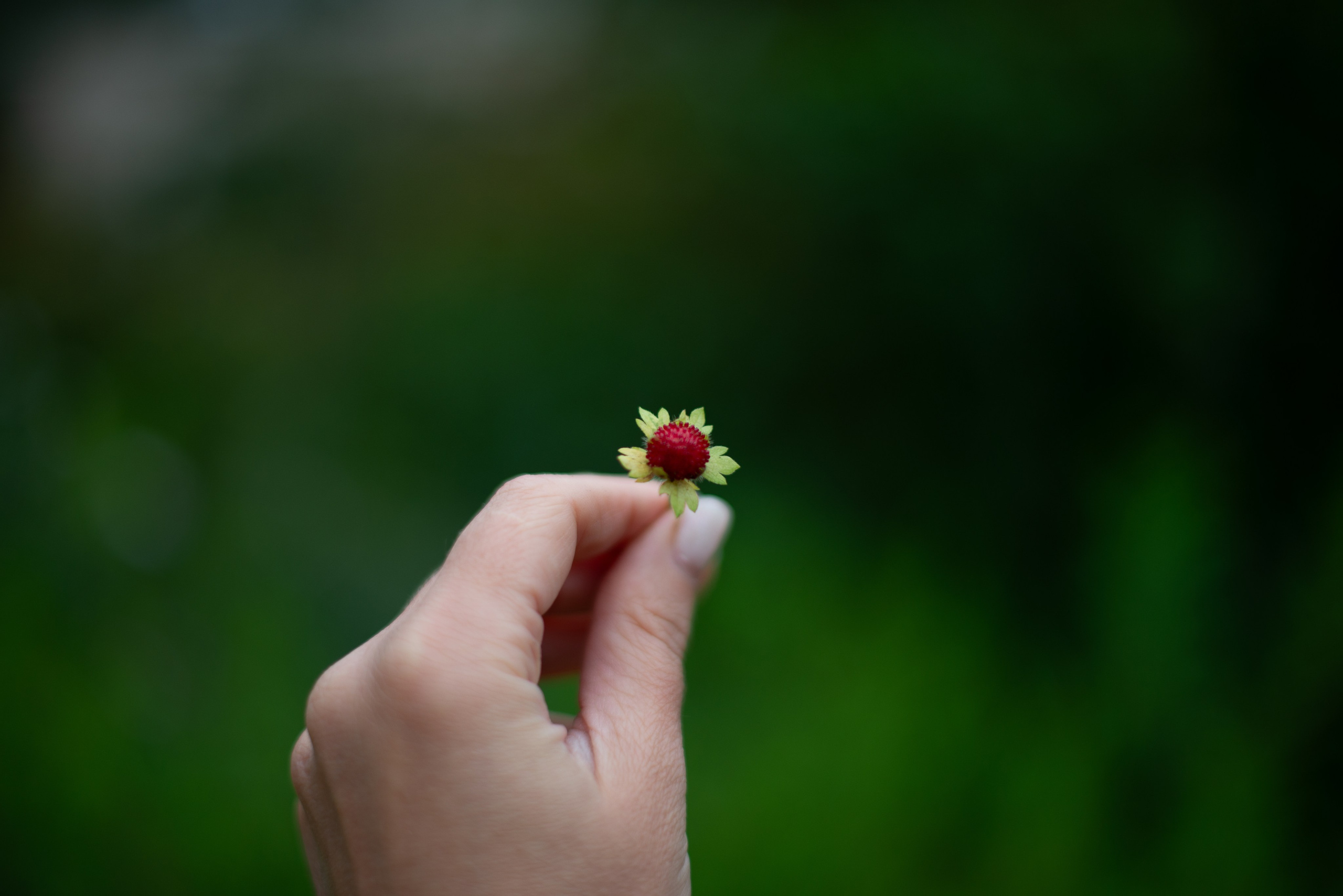 Цветы сада МГУ. Victoria Radjevna Репортажный Фотограф — Видеограф Москва • Санкт-Петербург