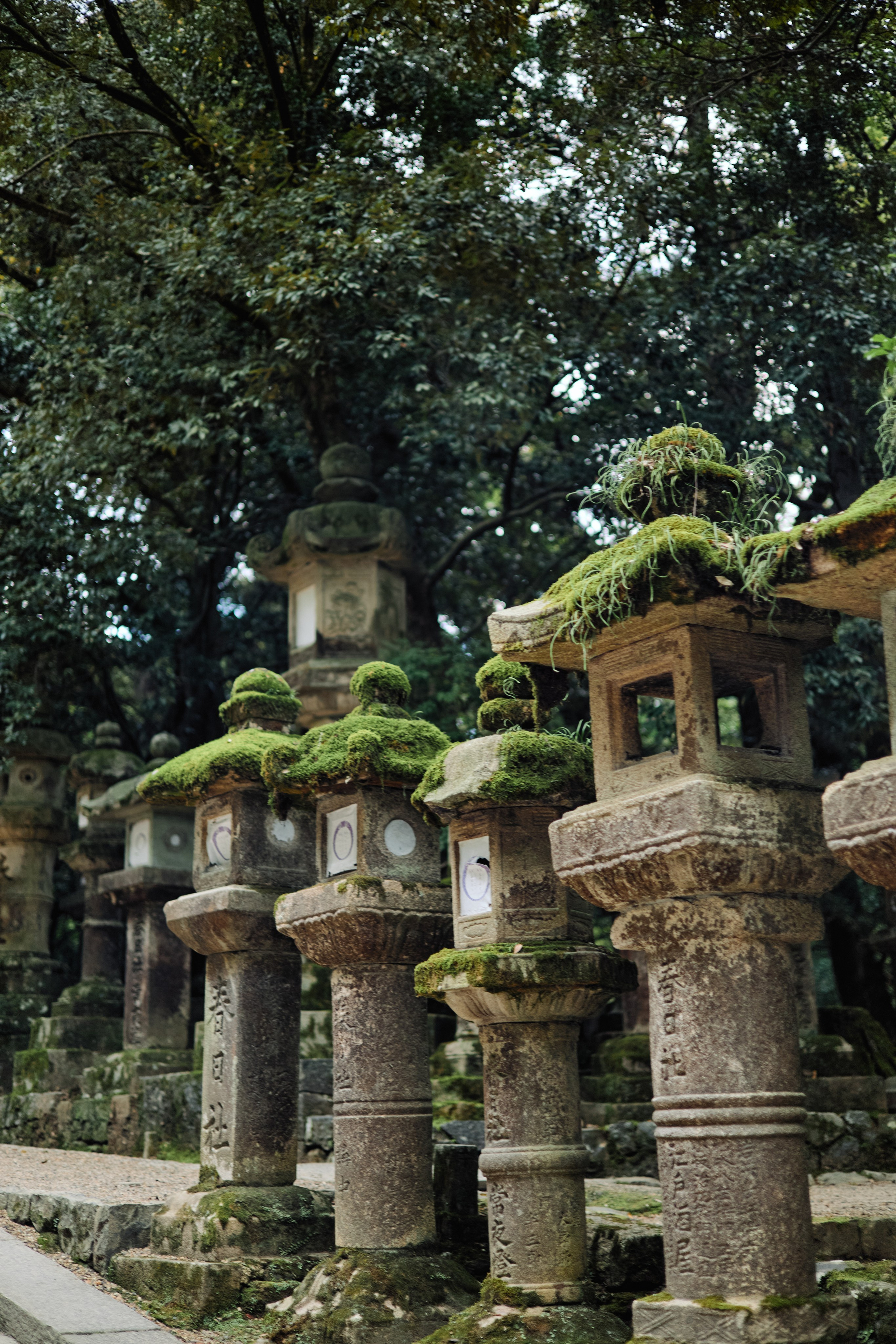 Япония. Профессиональный Фотограф во Владимире, в Москве и в Суздале — Полина Романычева