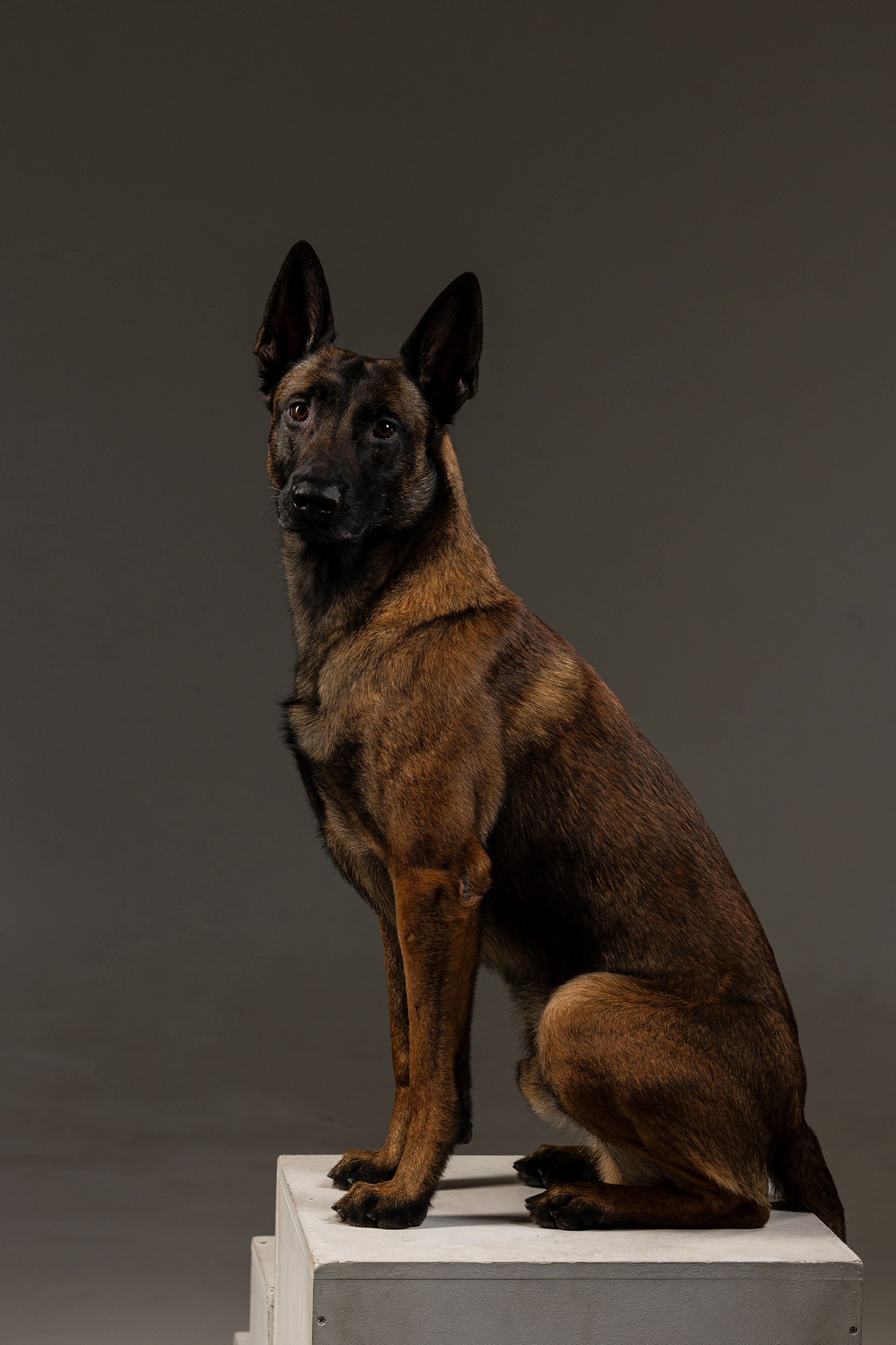 Студия. Фотограф-анималист Анна Маринич