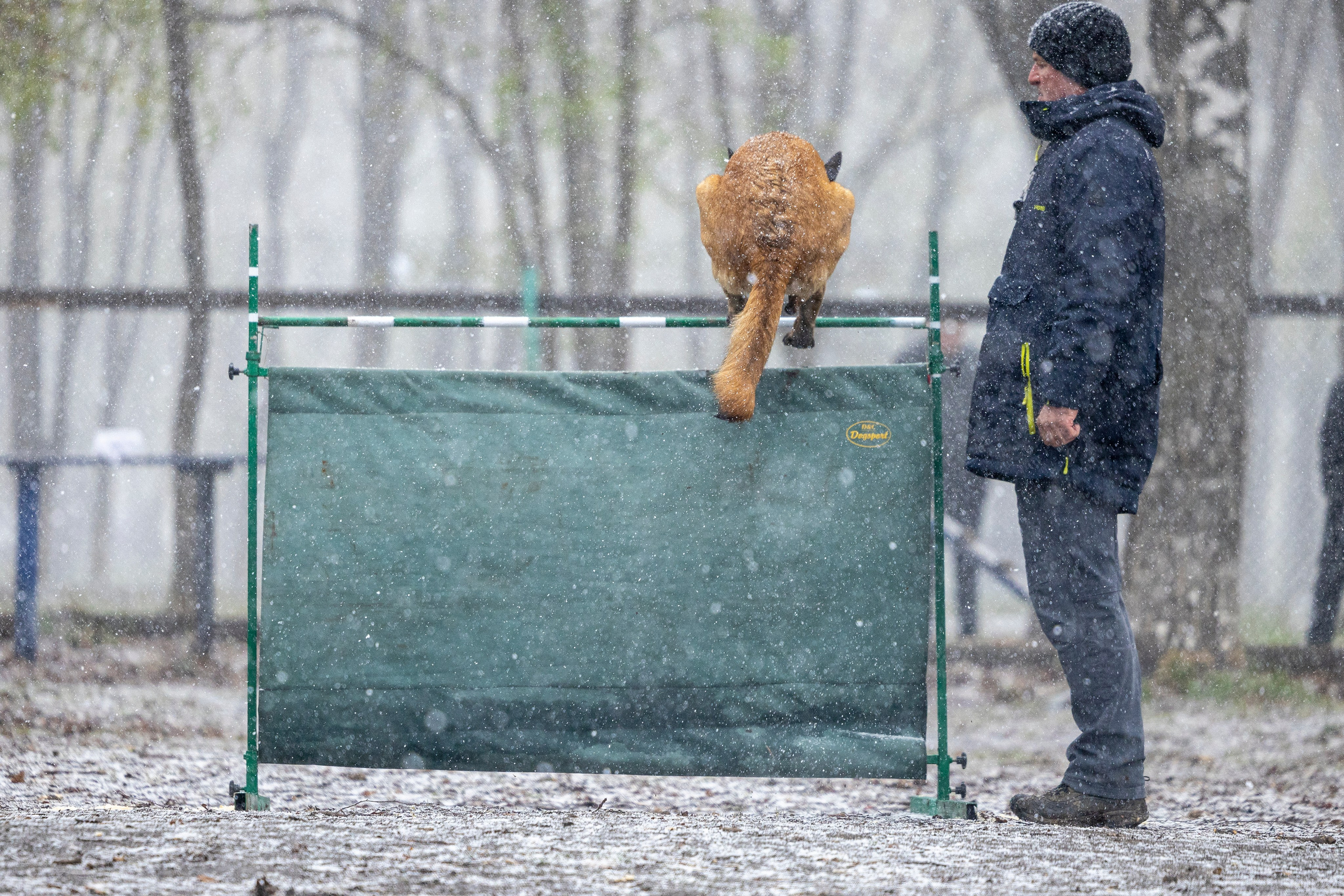 Квалификационные состязания по мондьорингу г. Вологда 11.05.24. Фотограф-анималист Анна Маринич