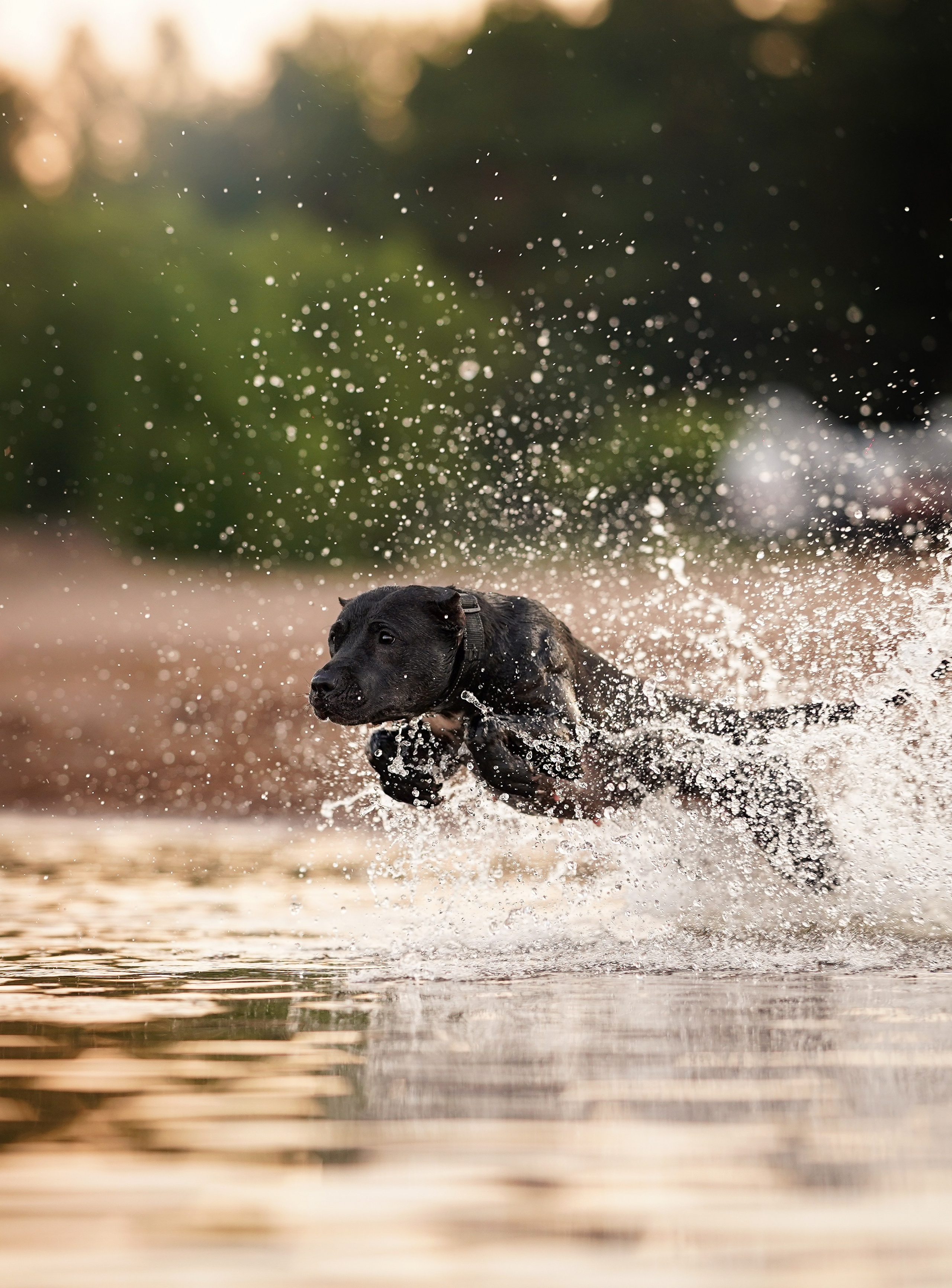 Татьяна Изи и Джем. Фотограф-анималист в Санкт-Петербурге Яна Мартынова