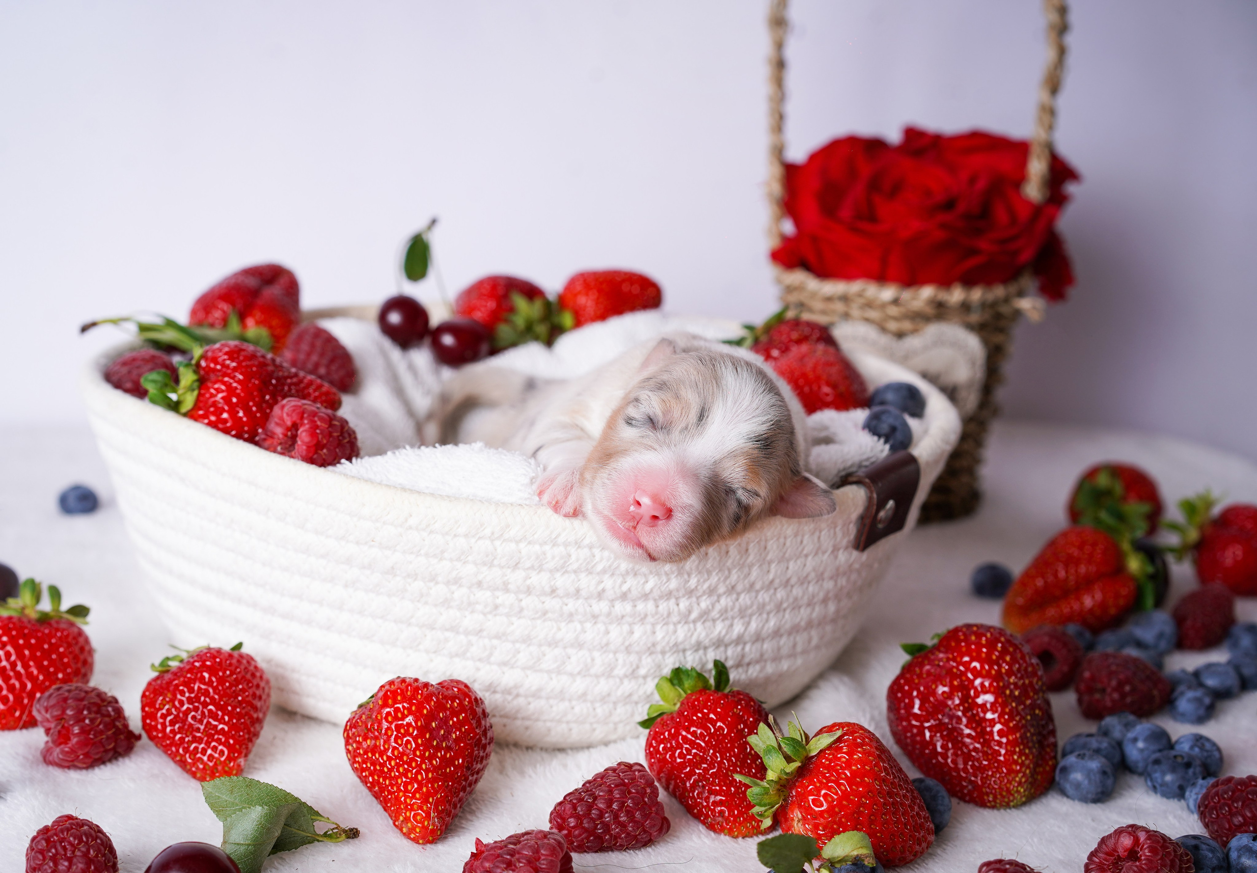 Щенки аусси. Фотограф-анималист в Санкт-Петербурге Яна Мартынова