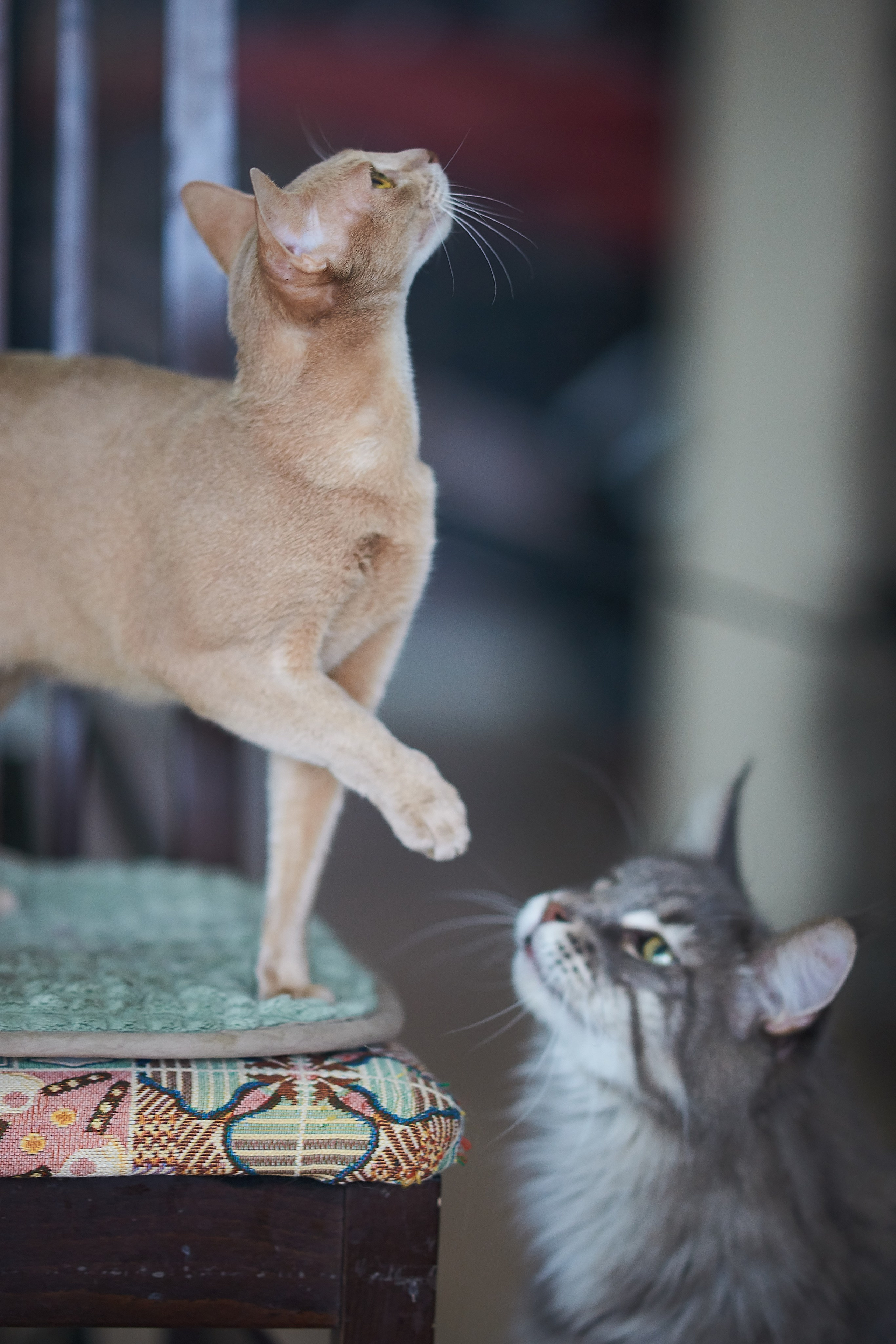 Наташа и котики. Анна Катасонова