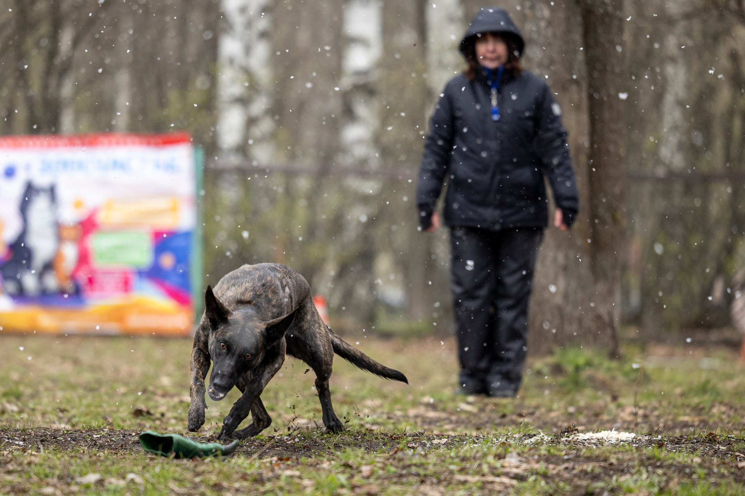 Квалификационные состязания по мондьорингу г. Вологда 11.05.24. Фотограф-анималист Анна Маринич