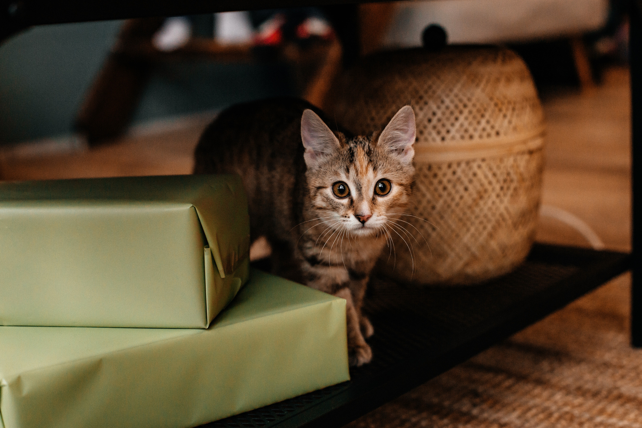 Настя+Артём=Аня и Ася. Семейный фотограф в Минске Саша Павлюк