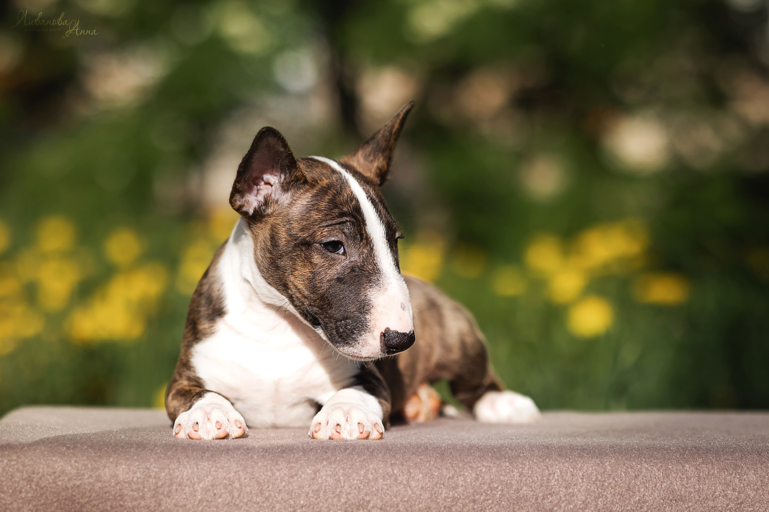 Минибультерьерчики. Фотограф анималист Аня Ливанова | Рыбинск