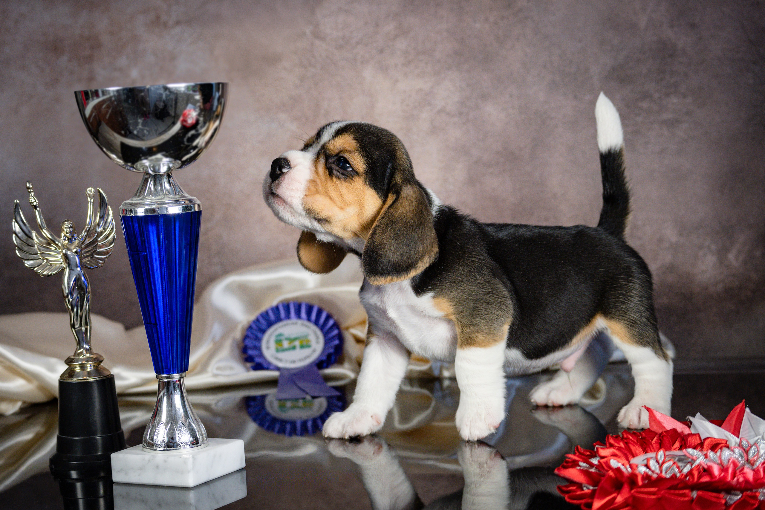 Фотосессия щенков бигля. Фотограф анималист в Санкт-Петербурге Таша Крейв