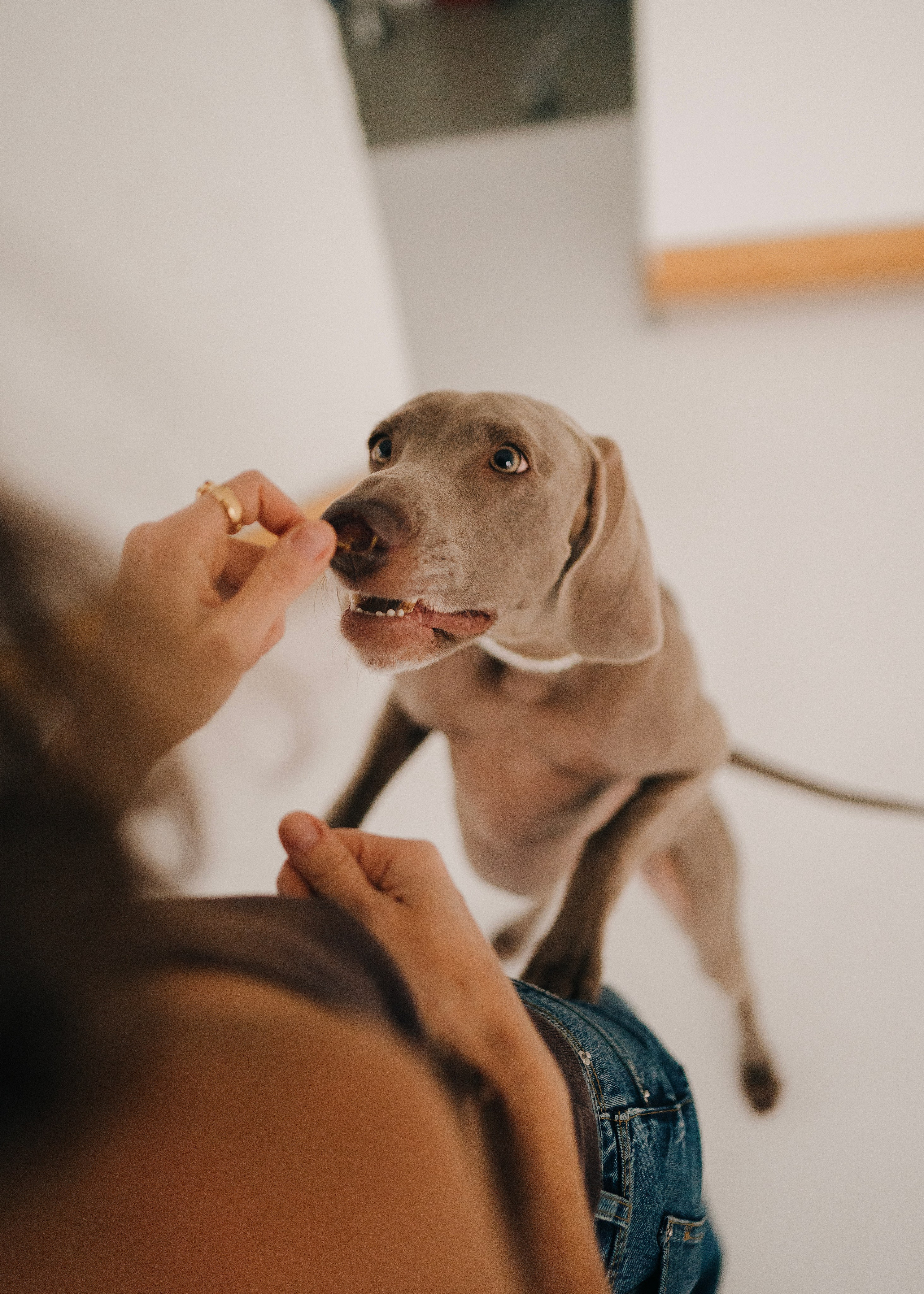 Фани. Фотограф- анималист Александра Матвеева