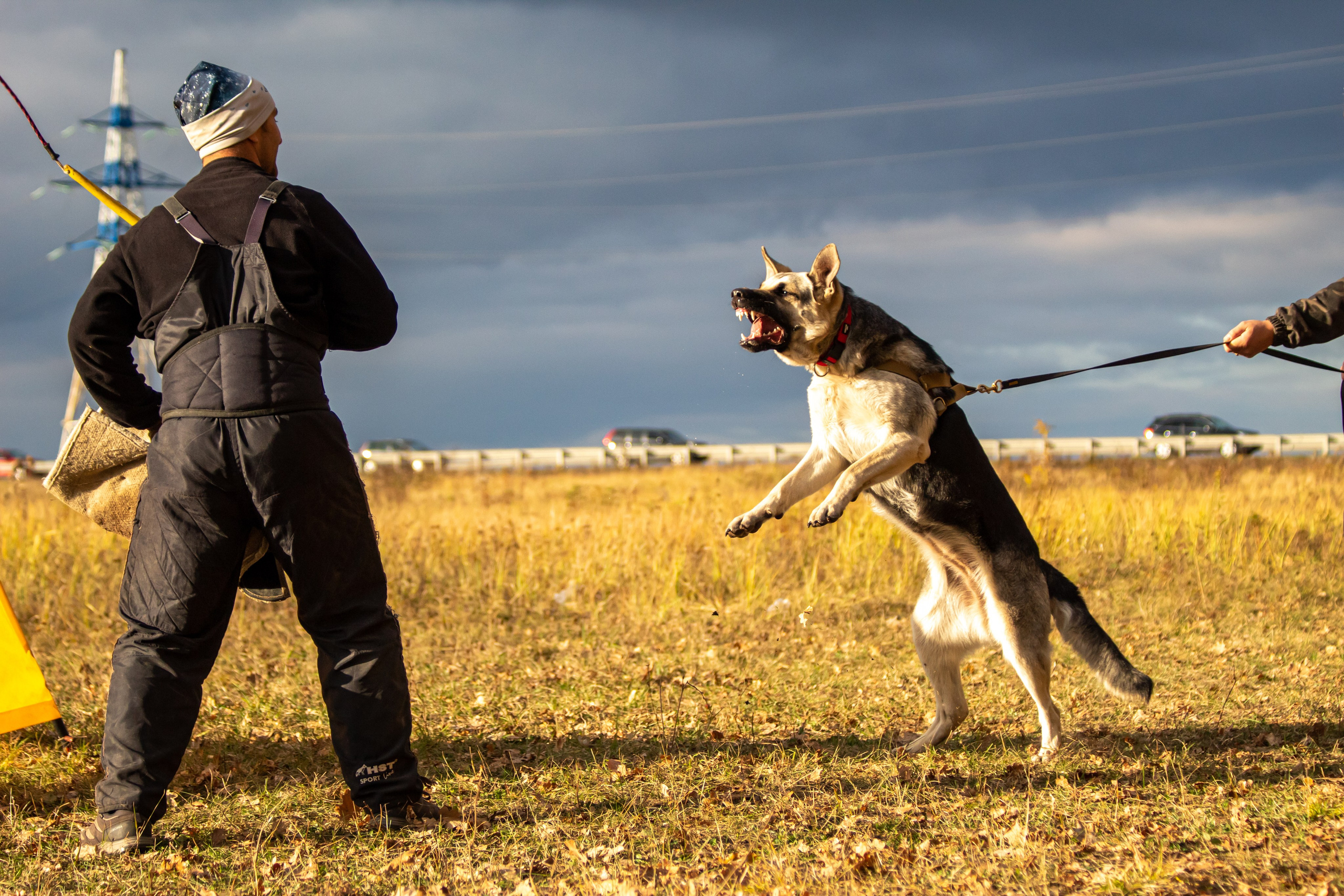 Тренинг защитного раздела. Фотограф анималист — Тула, Москва