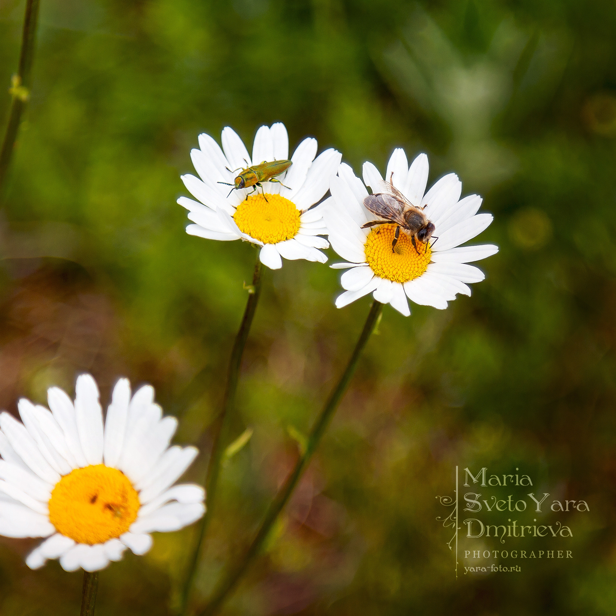Макро. Фотограф в Симферополе и Крыму — Мария СветоЯра Дмитриева | Индивидуальные и семейные съёмки