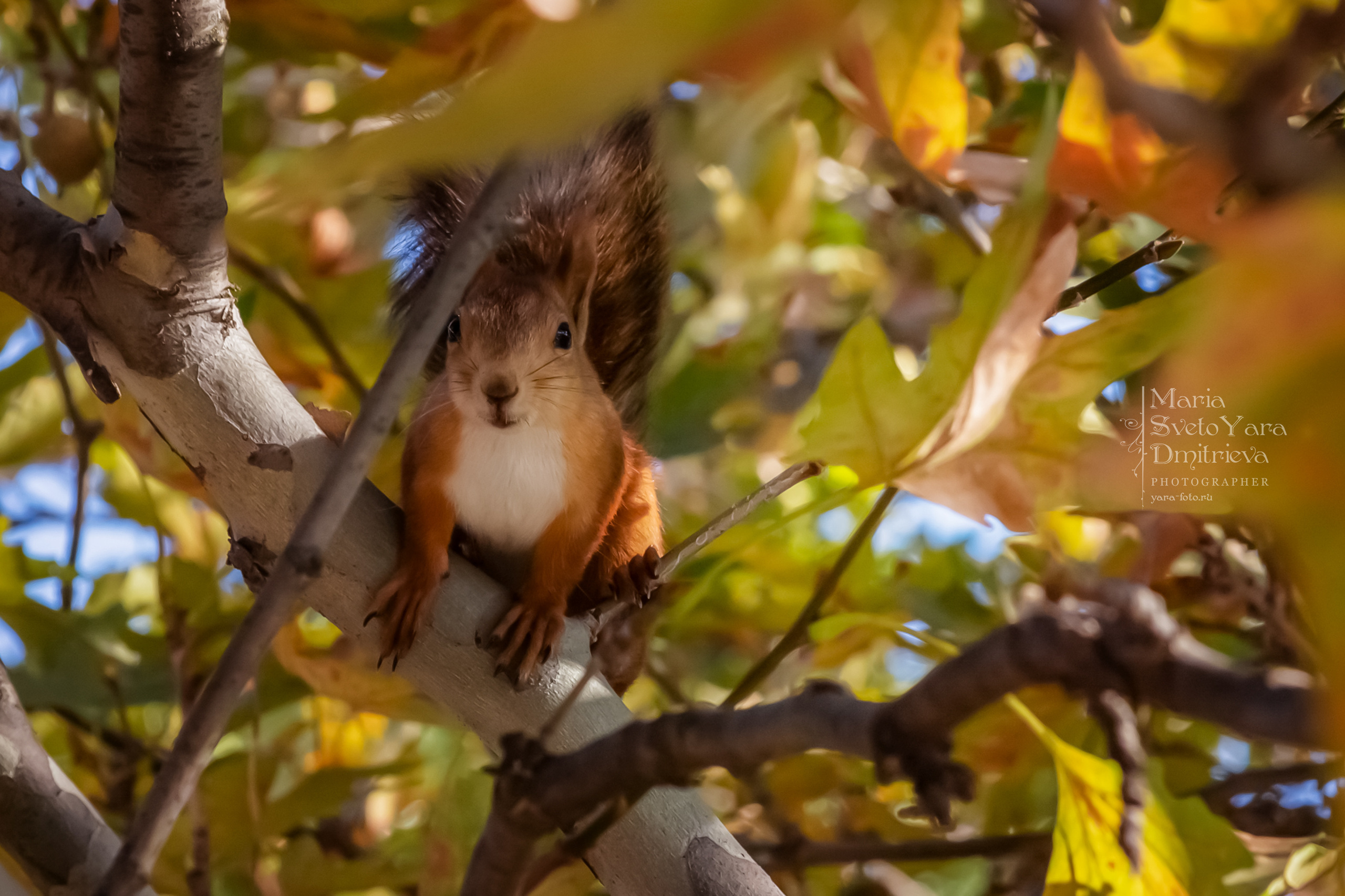 Симферопольские белочки. Фотограф в Симферополе и Крыму — Мария СветоЯра Дмитриева | Индивидуальные и семейные съёмки