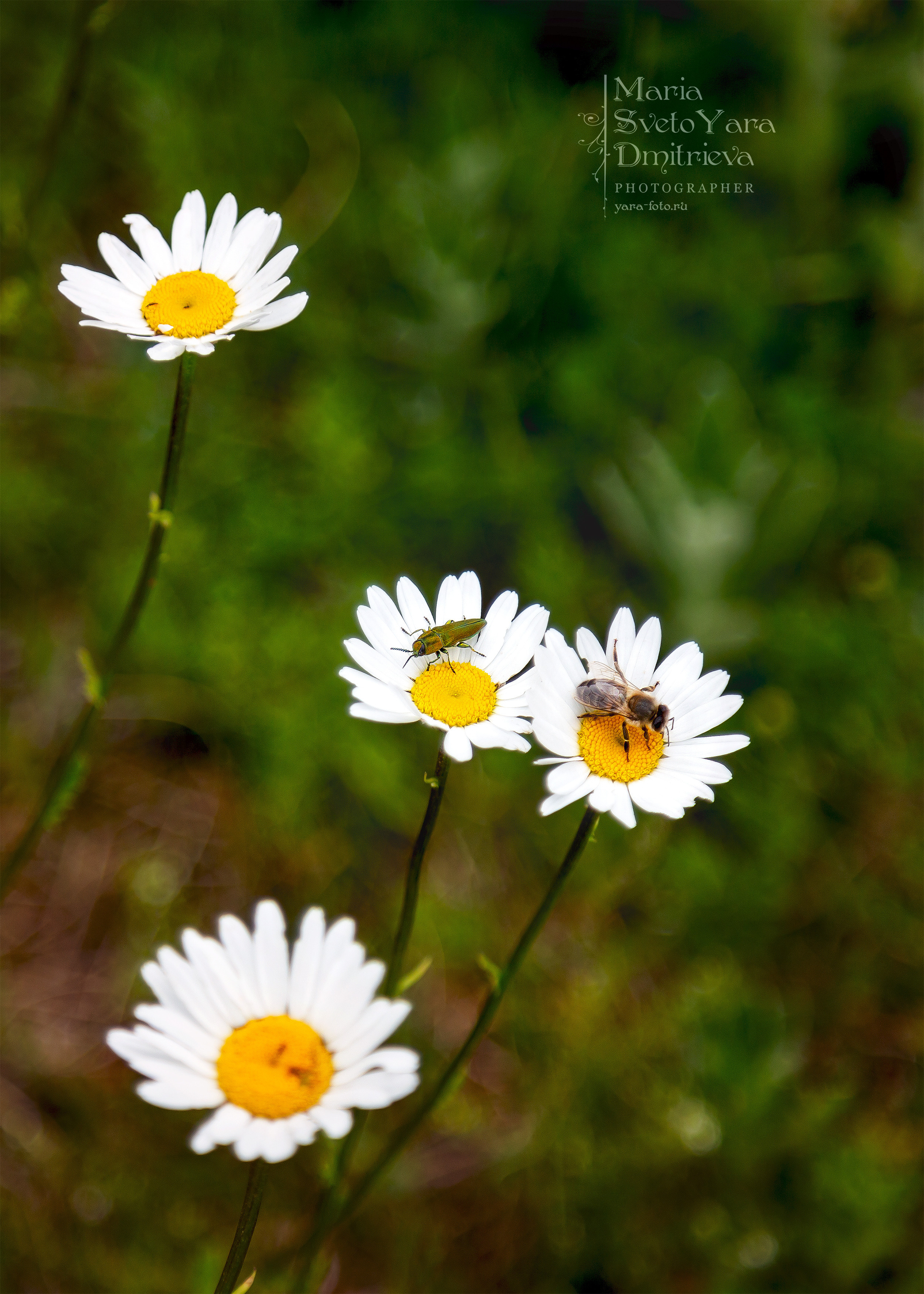 Цветы. Фотограф в Симферополе и Крыму — Мария СветоЯра Дмитриева | Индивидуальные и семейные съёмки