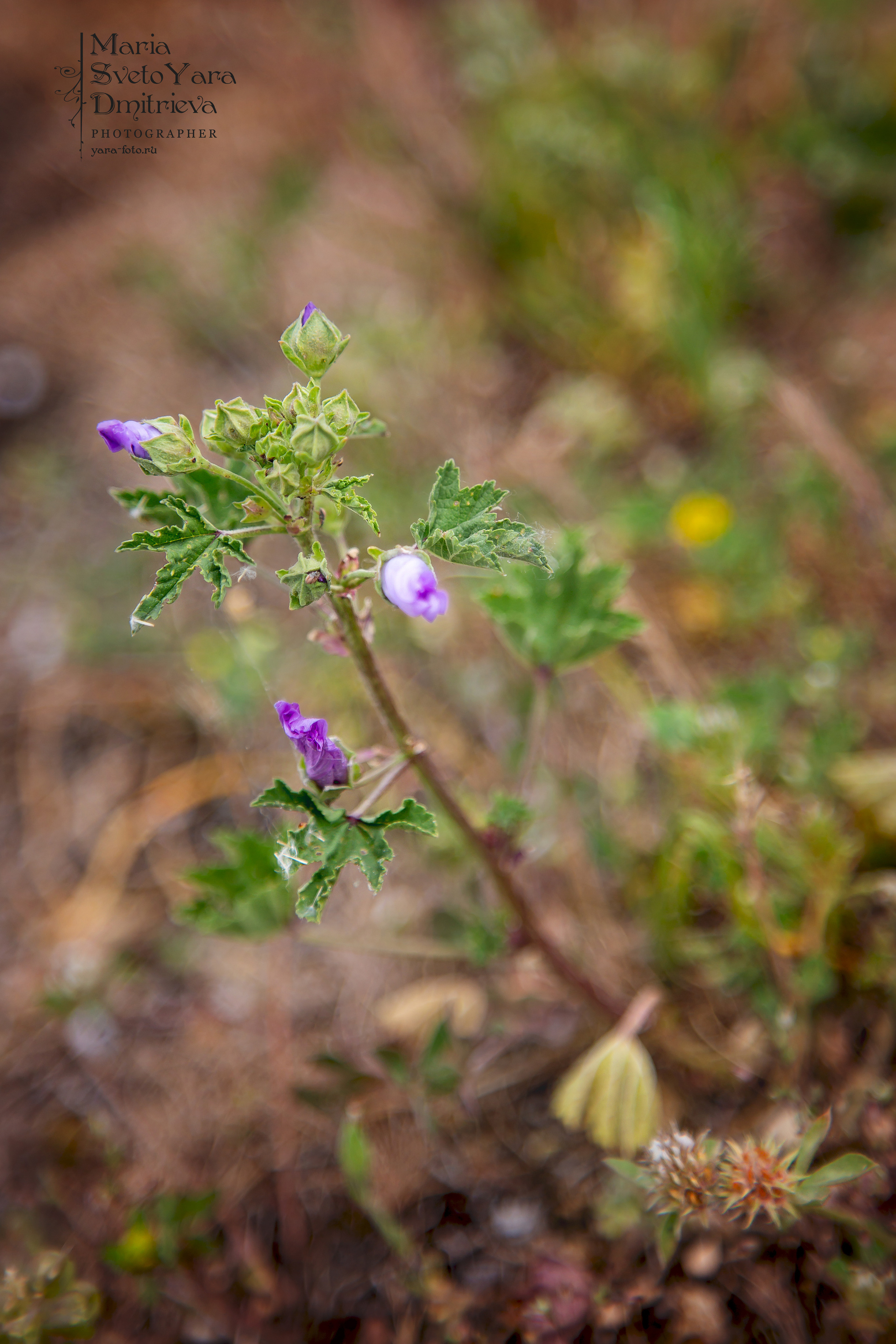 Цветы. Фотограф в Симферополе и Крыму — Мария СветоЯра Дмитриева | Индивидуальные и семейные съёмки