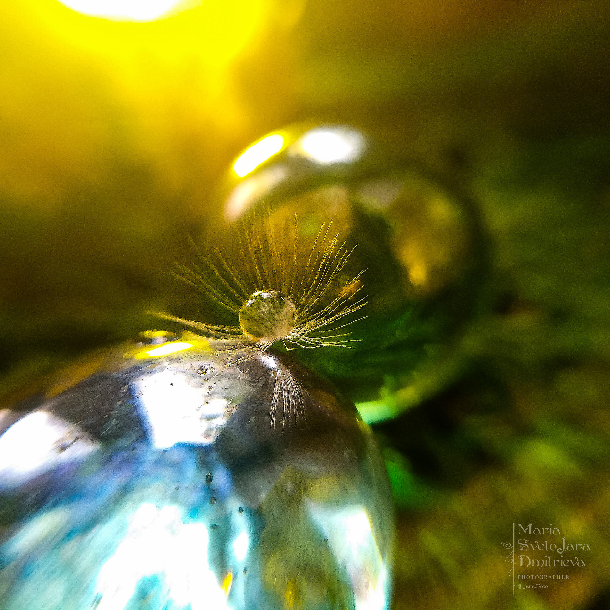 Макро. Фотограф в Симферополе и Крыму — Мария СветоЯра Дмитриева | Индивидуальные и семейные съёмки