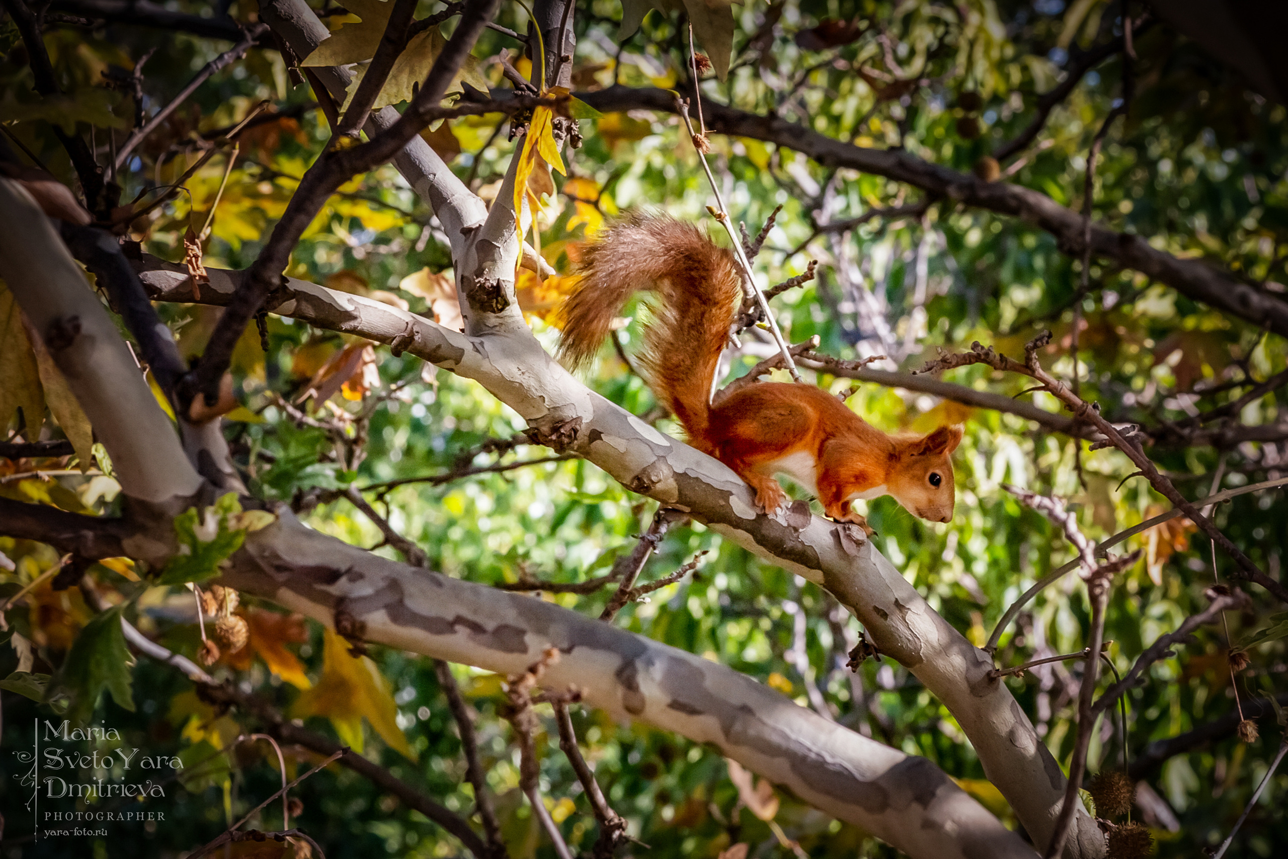 Симферопольские белочки. Фотограф в Симферополе и Крыму — Мария СветоЯра Дмитриева | Индивидуальные и семейные съёмки