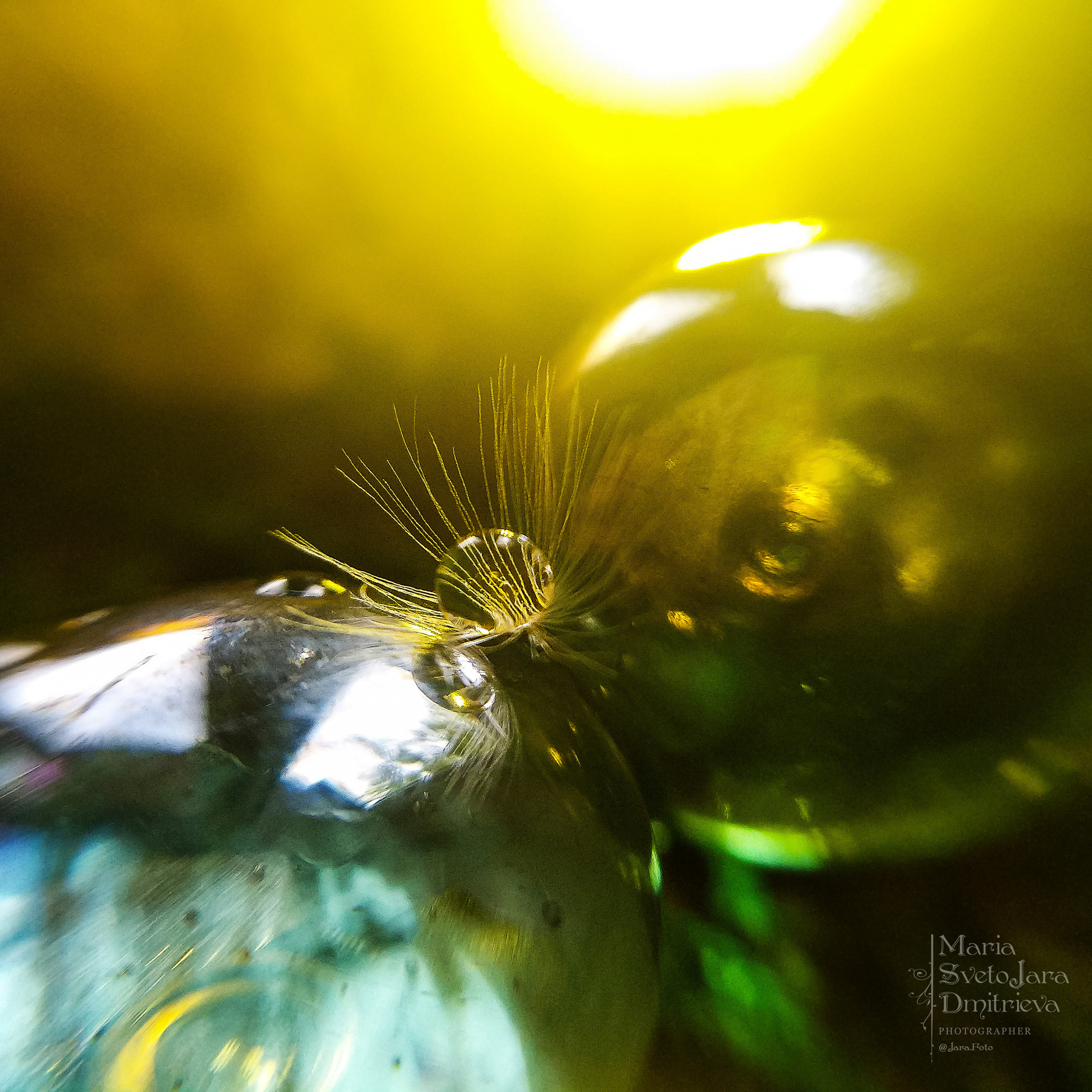 Макро. Фотограф в Симферополе и Крыму — Мария СветоЯра Дмитриева | Индивидуальные и семейные съёмки