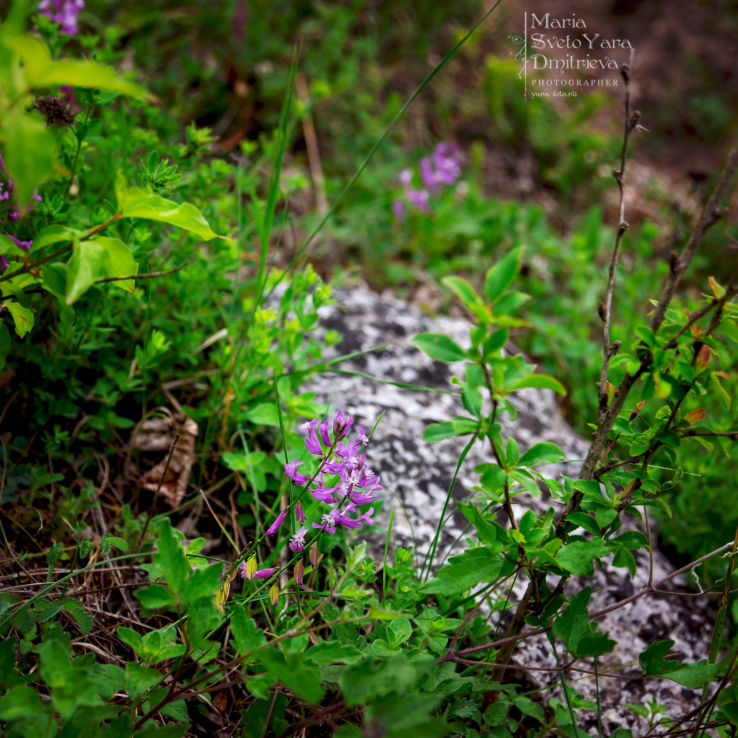 Цветы. Фотограф в Симферополе и Крыму — Мария СветоЯра Дмитриева | Индивидуальные и семейные съёмки