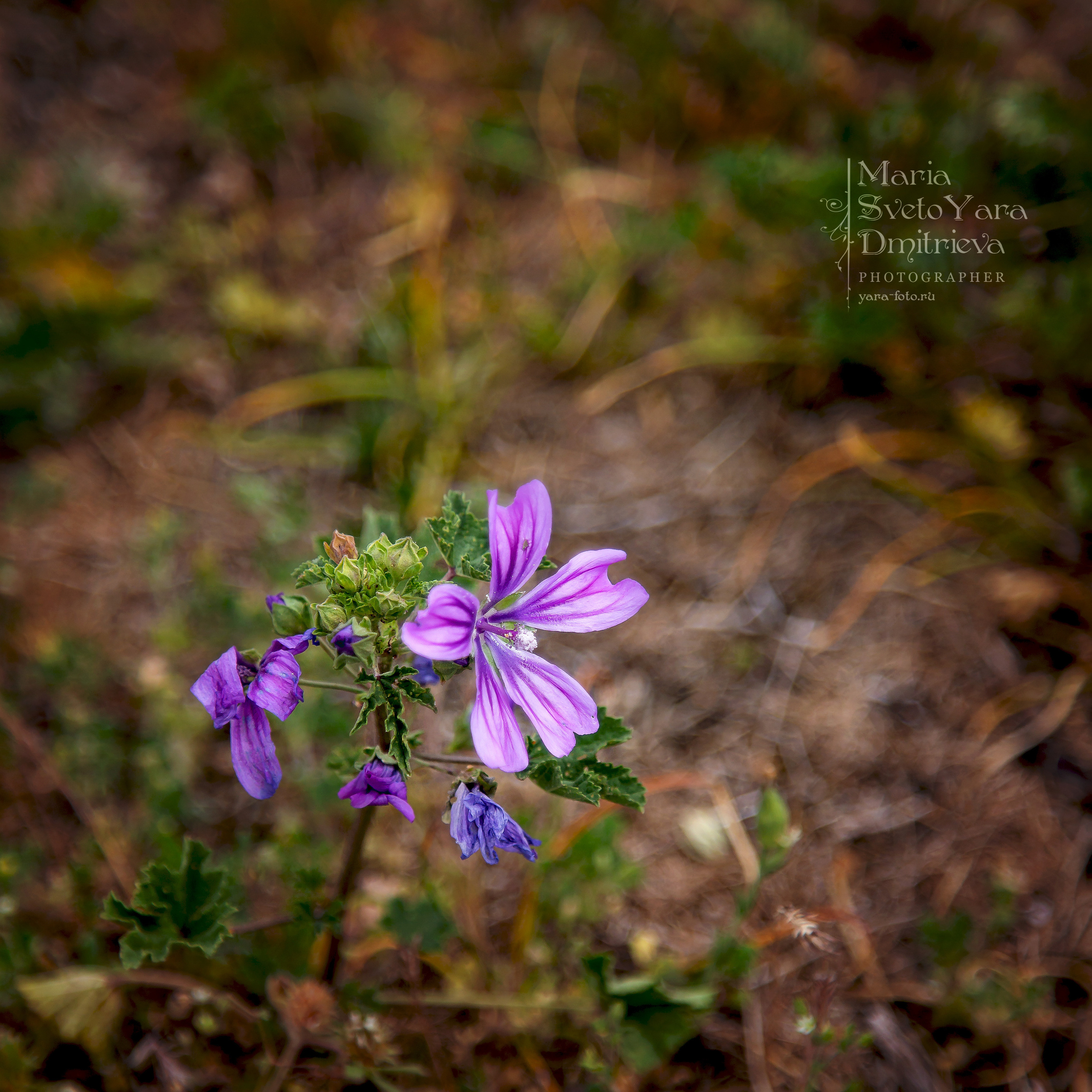 Цветы. Фотограф в Симферополе и Крыму — Мария СветоЯра Дмитриева | Индивидуальные и семейные съёмки