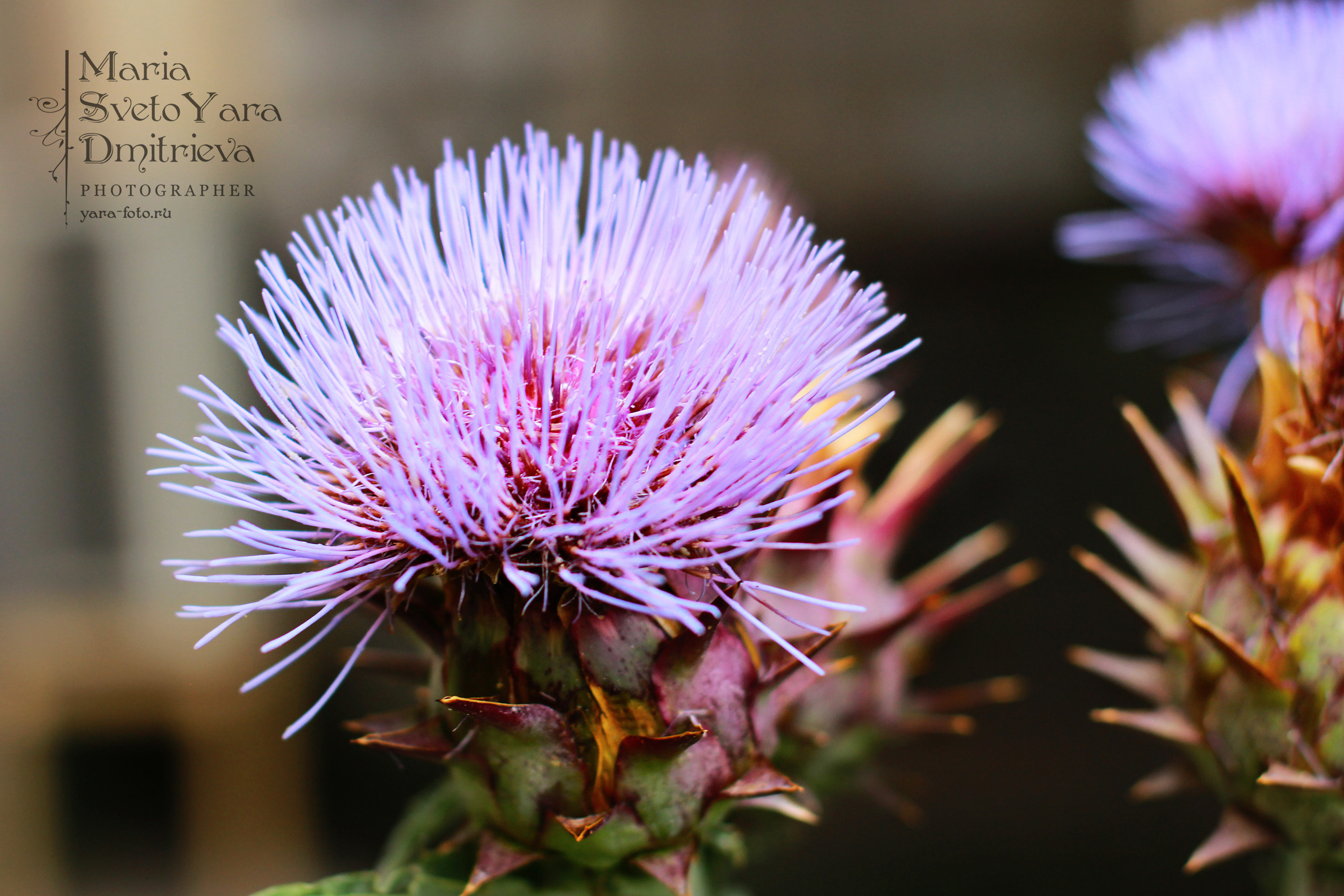 Цветы. Фотограф в Симферополе и Крыму — Мария СветоЯра Дмитриева | Индивидуальные и семейные съёмки
