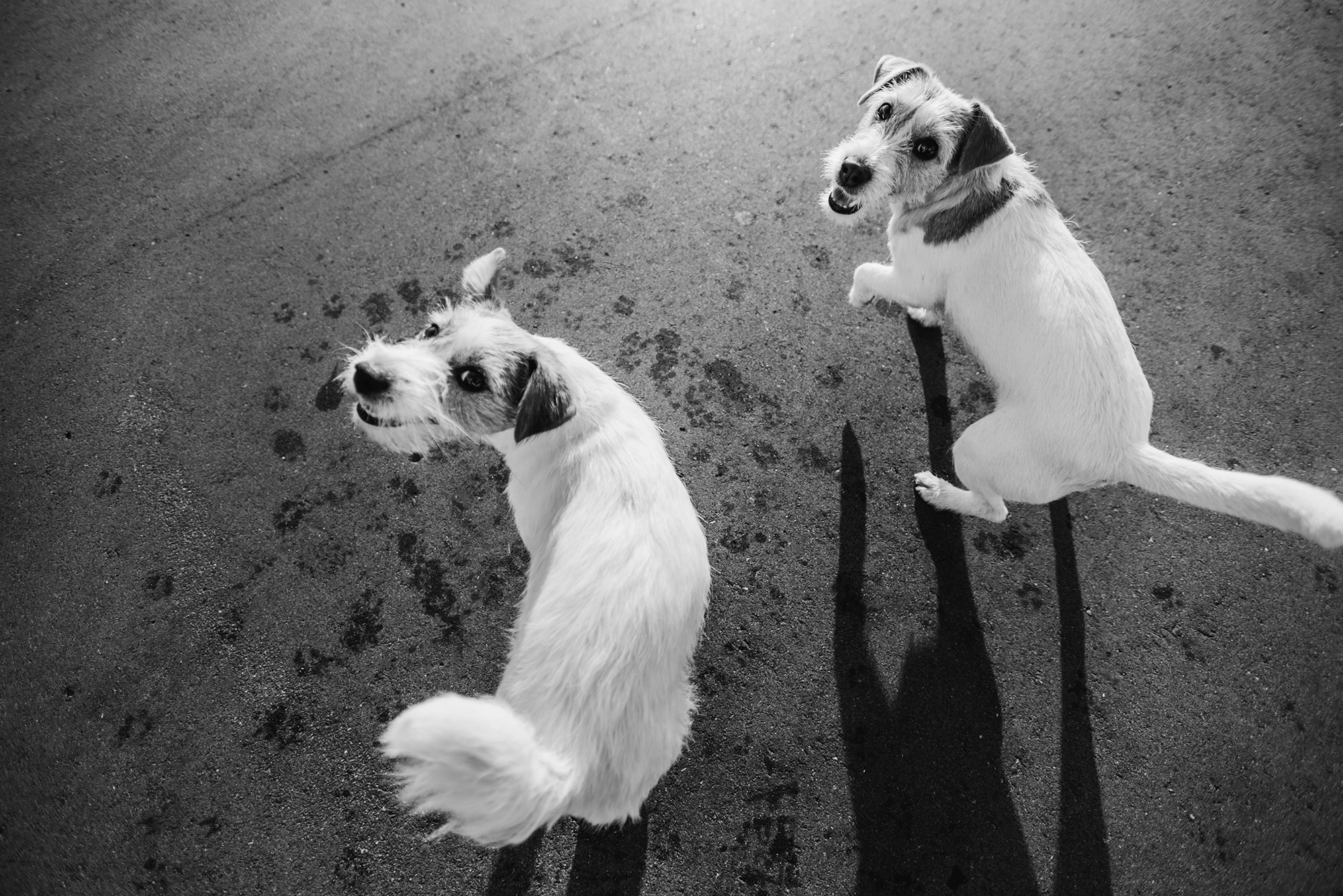 Питомец в кадре. Фотограф Анна Тюрина