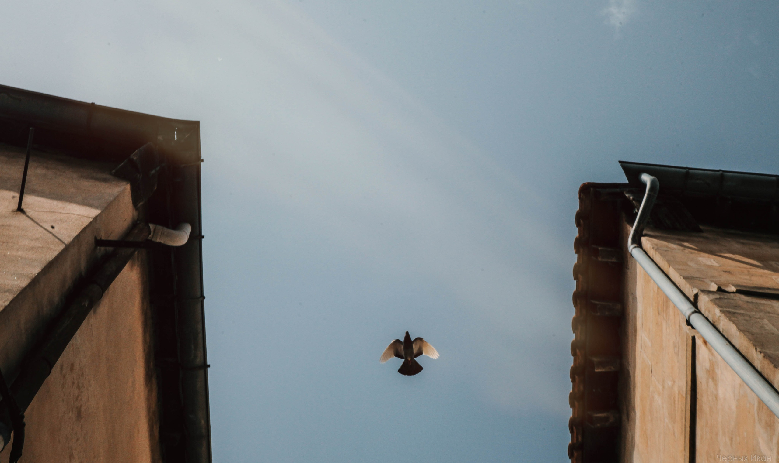 Пернатый психоз. Стрит-фотография, полная абсурда, идиотизма и красоты