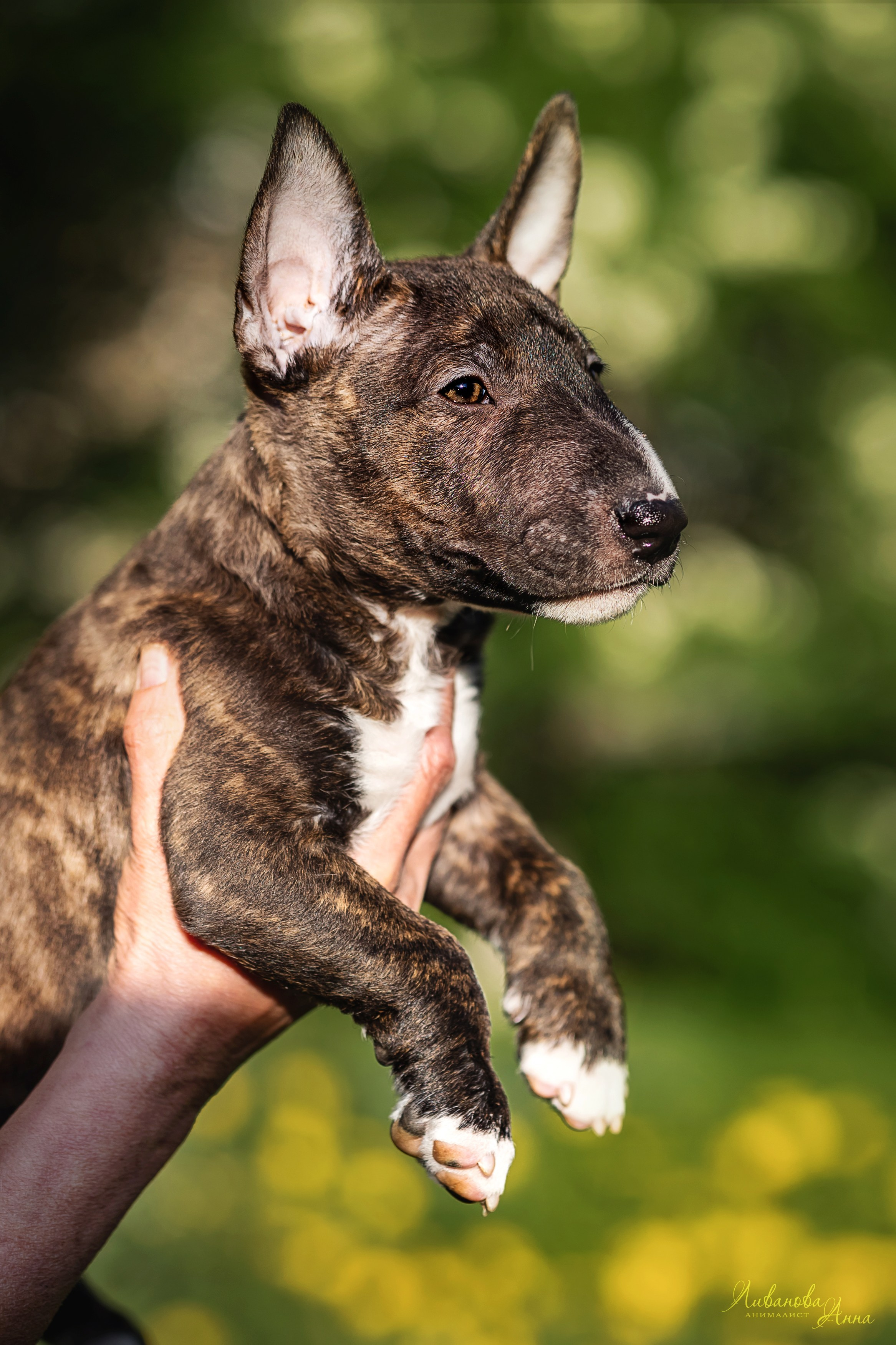 Минибультерьерчики. Фотограф анималист Аня Ливанова | Рыбинск