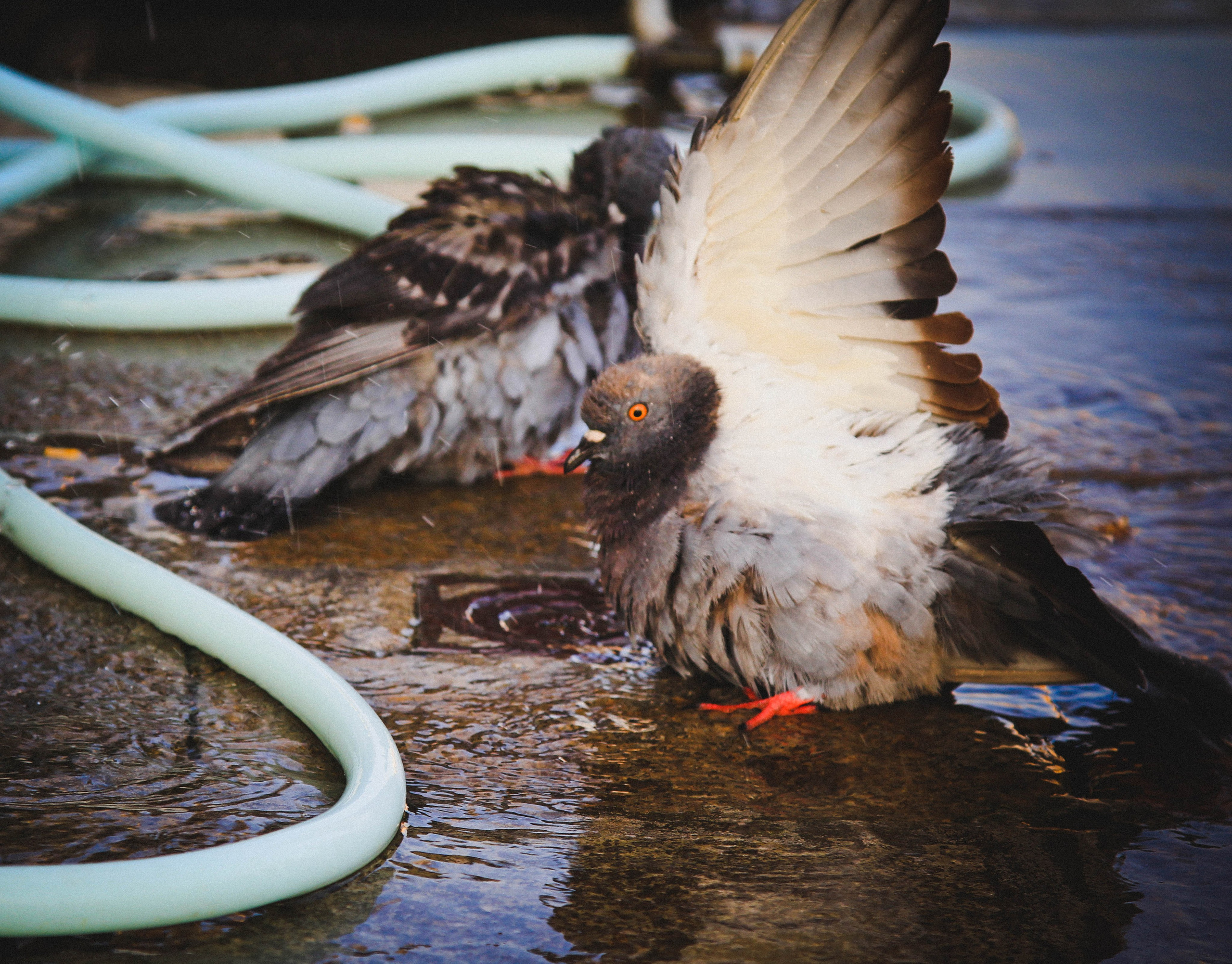 ИТАЛИЯ. Стрит-фотография, полная абсурда, идиотизма и красоты