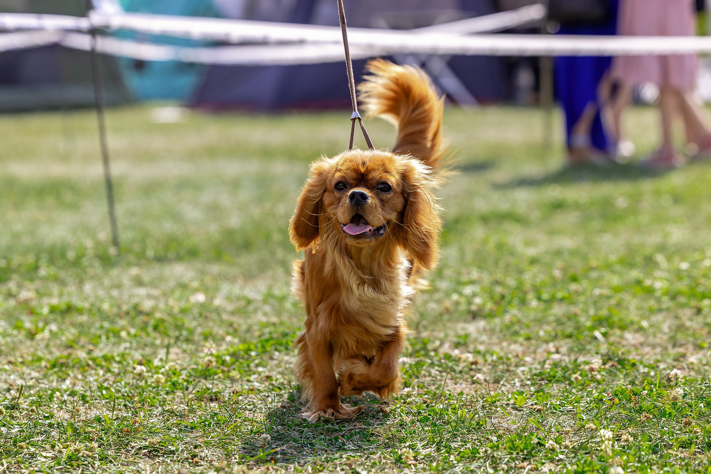 2–3 августа 2025, Выставка РКФ, г. Пермь. Htykk_photo