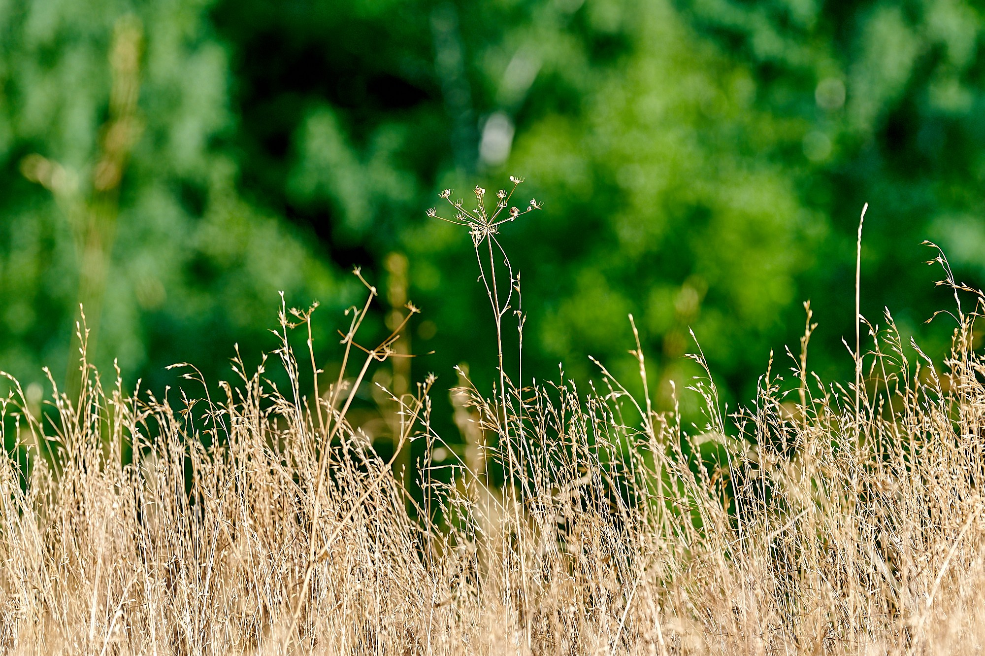 Кисловодск, Россия. Август 2024. Фотографии отовсюду и обо всем
