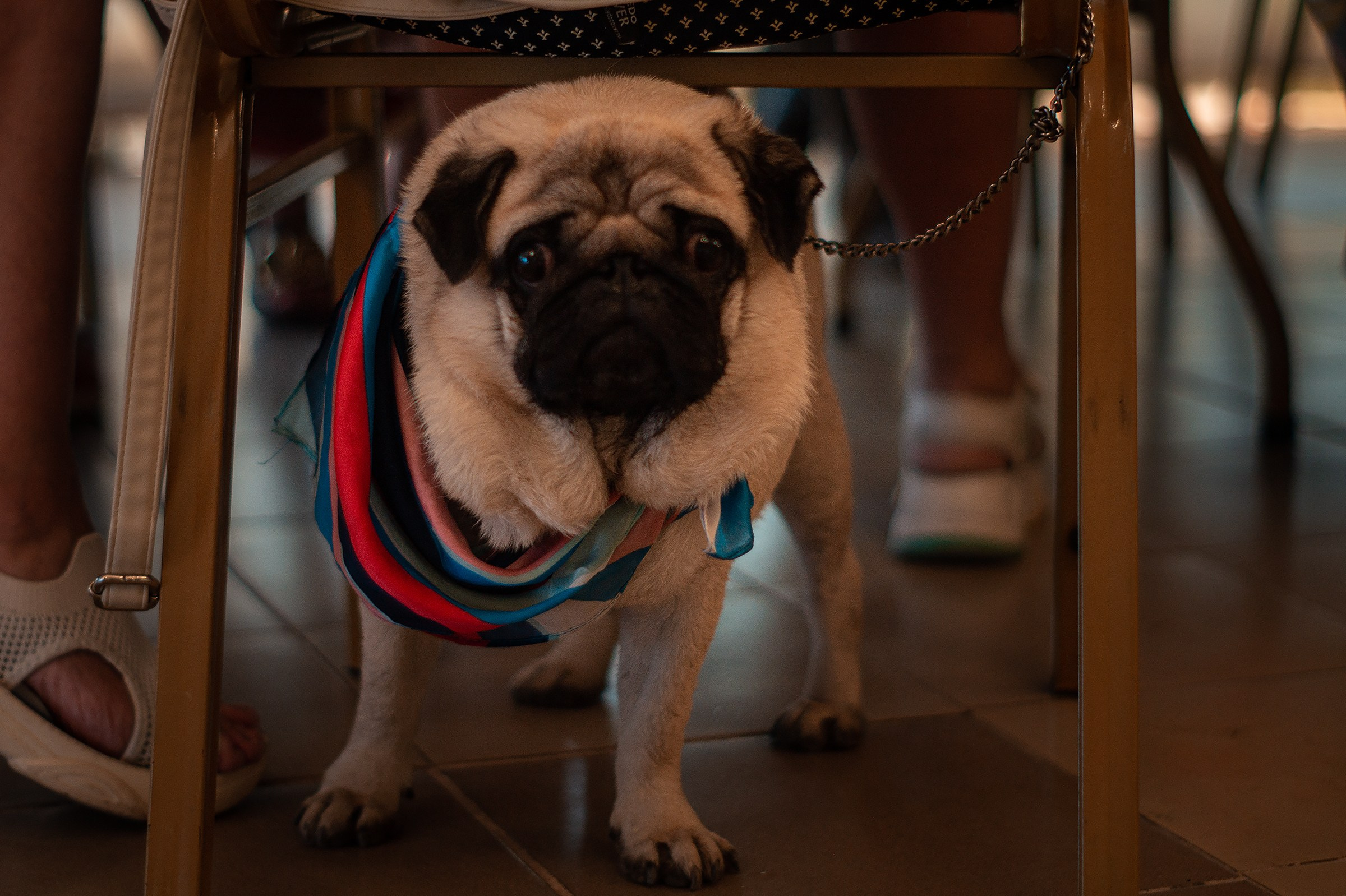Ораниенбаумский морской фестиваль. Фотограф в Санкт-Петербурге и ЛО Егор Ставер